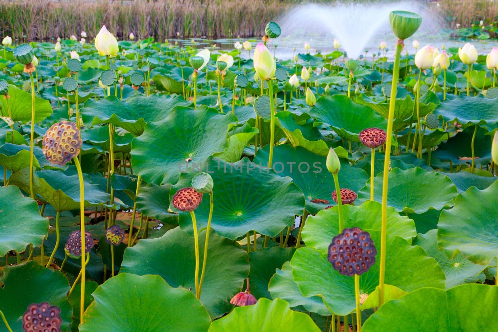 Lily pads growing in a pond with a fountain