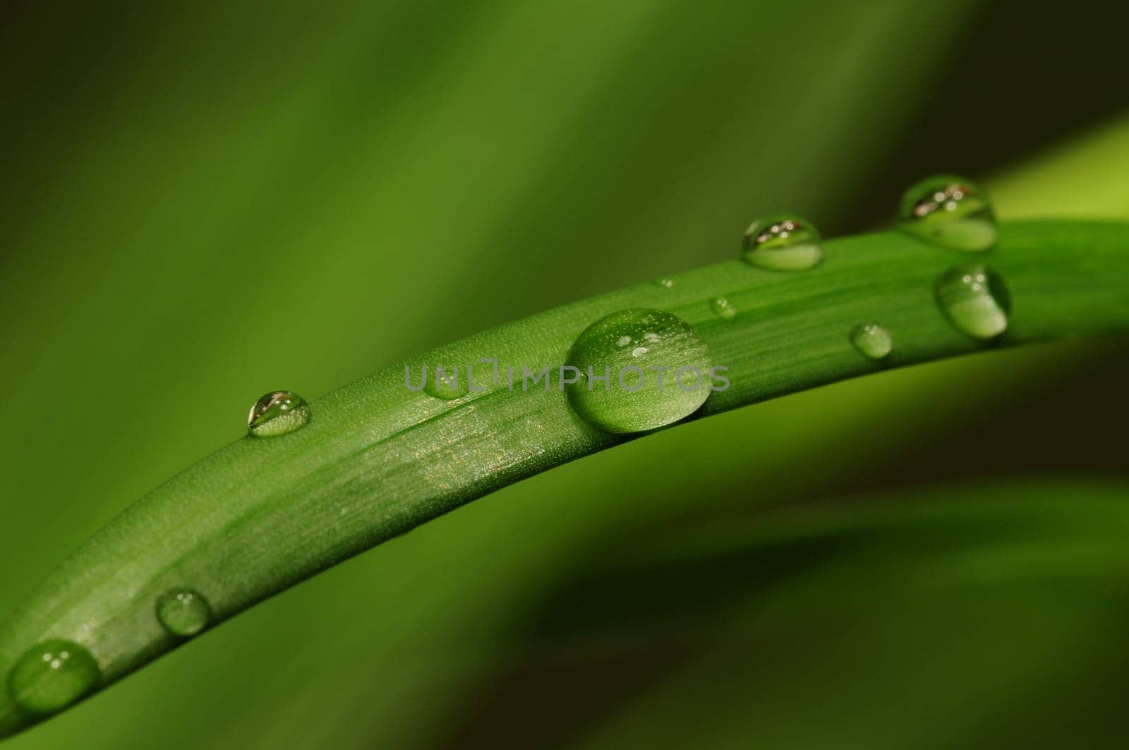 Water Drops on Blade of Grass