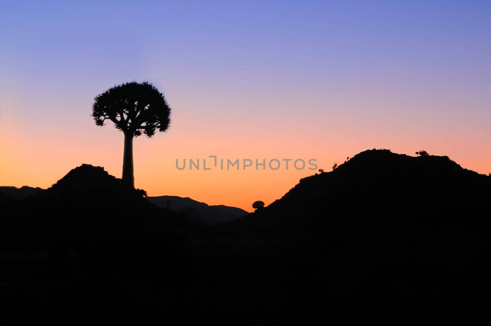 Quiver tree,Aloe pilansii,backlit at sunrise in Namakwaland,South Africa