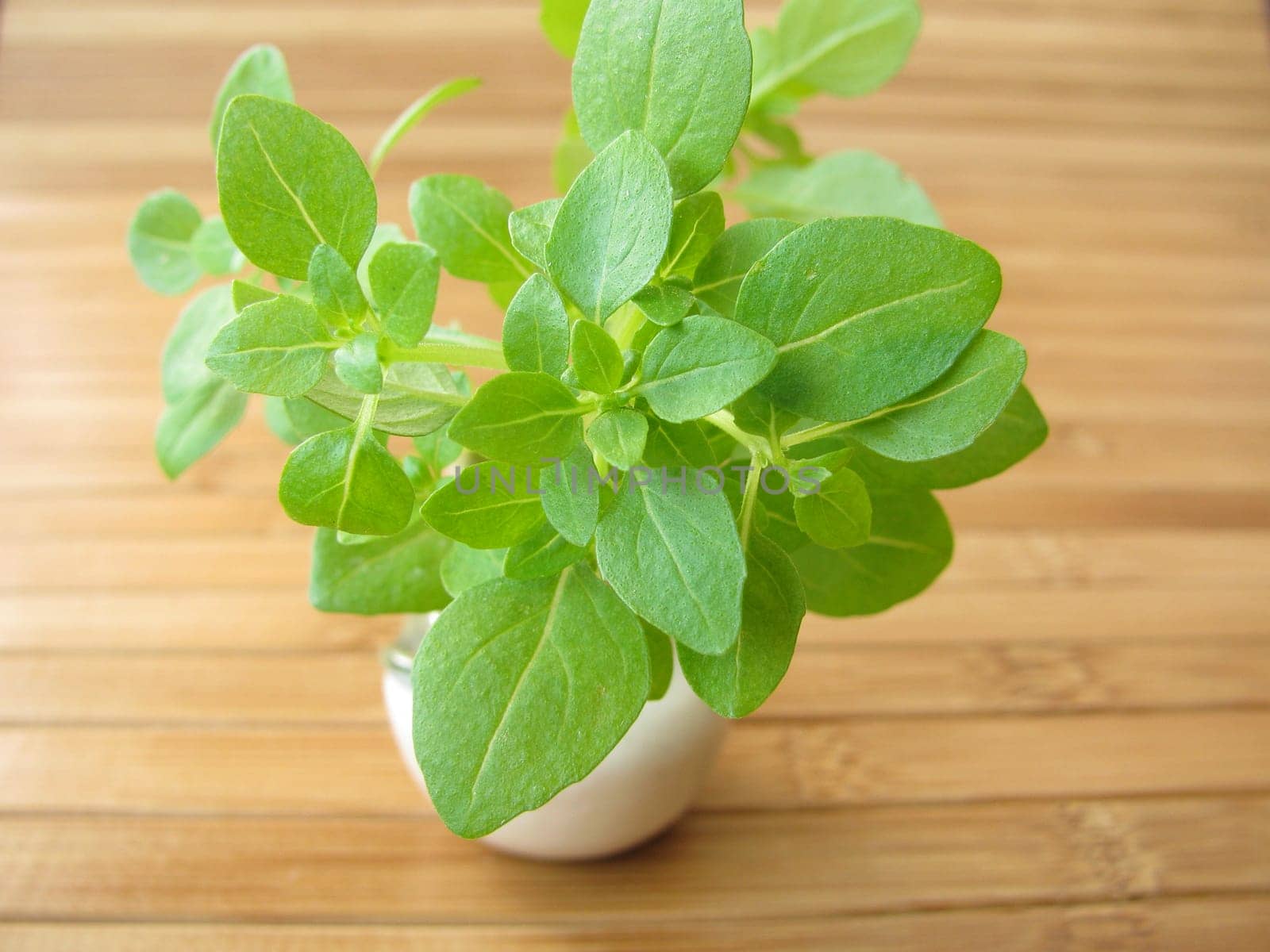 Small-leaved basil in a vase