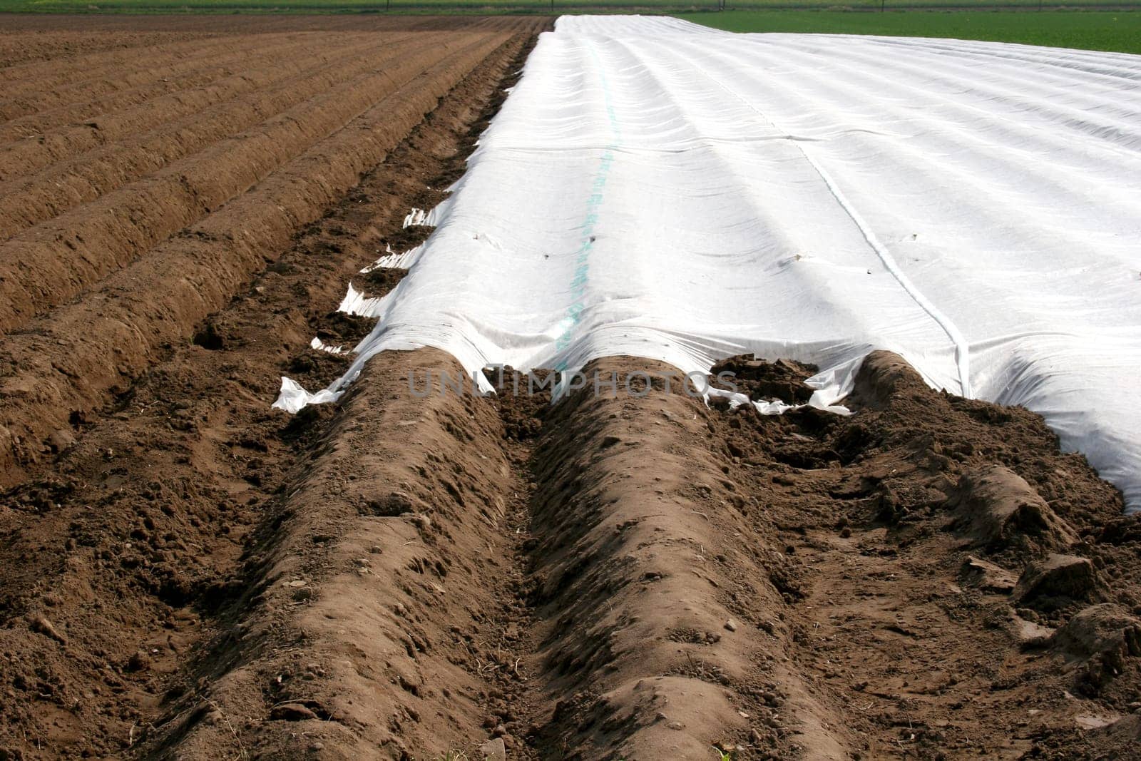 Asparagus field with tarpaulin in spring in Hesse