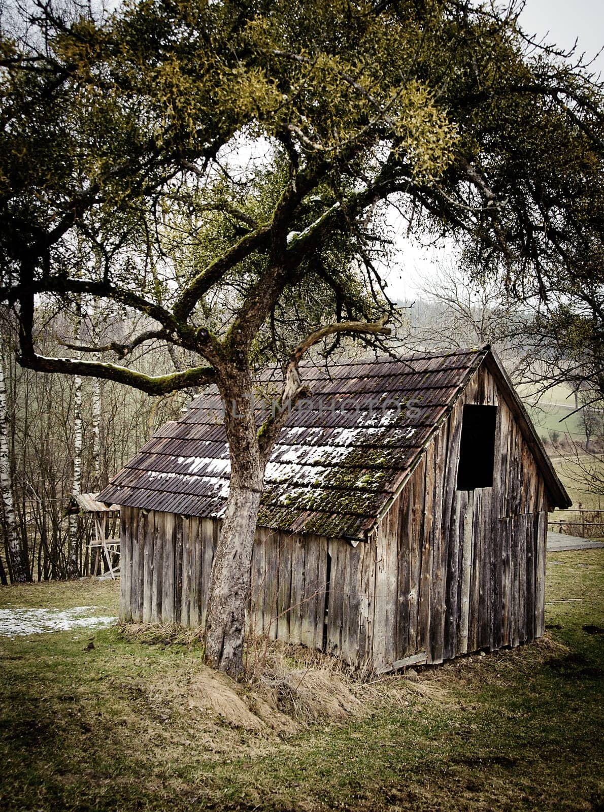 Small wooden Barn with a tree in Winter