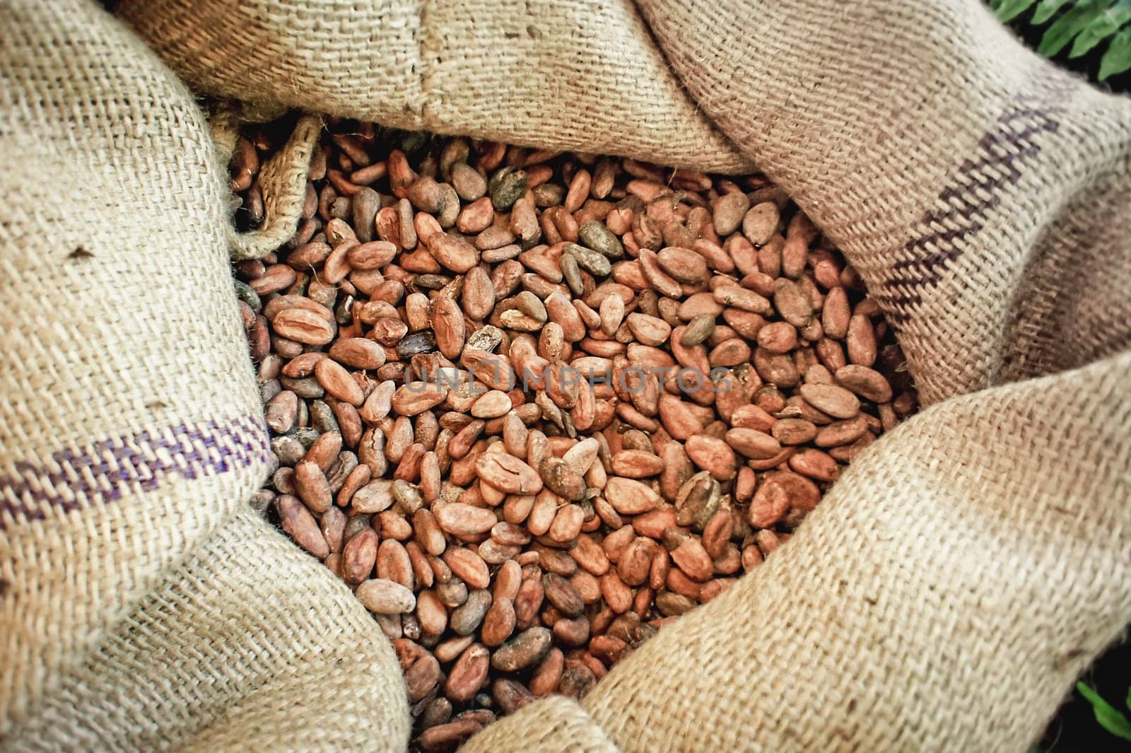 Close up of a jute bag full with cacao beans
