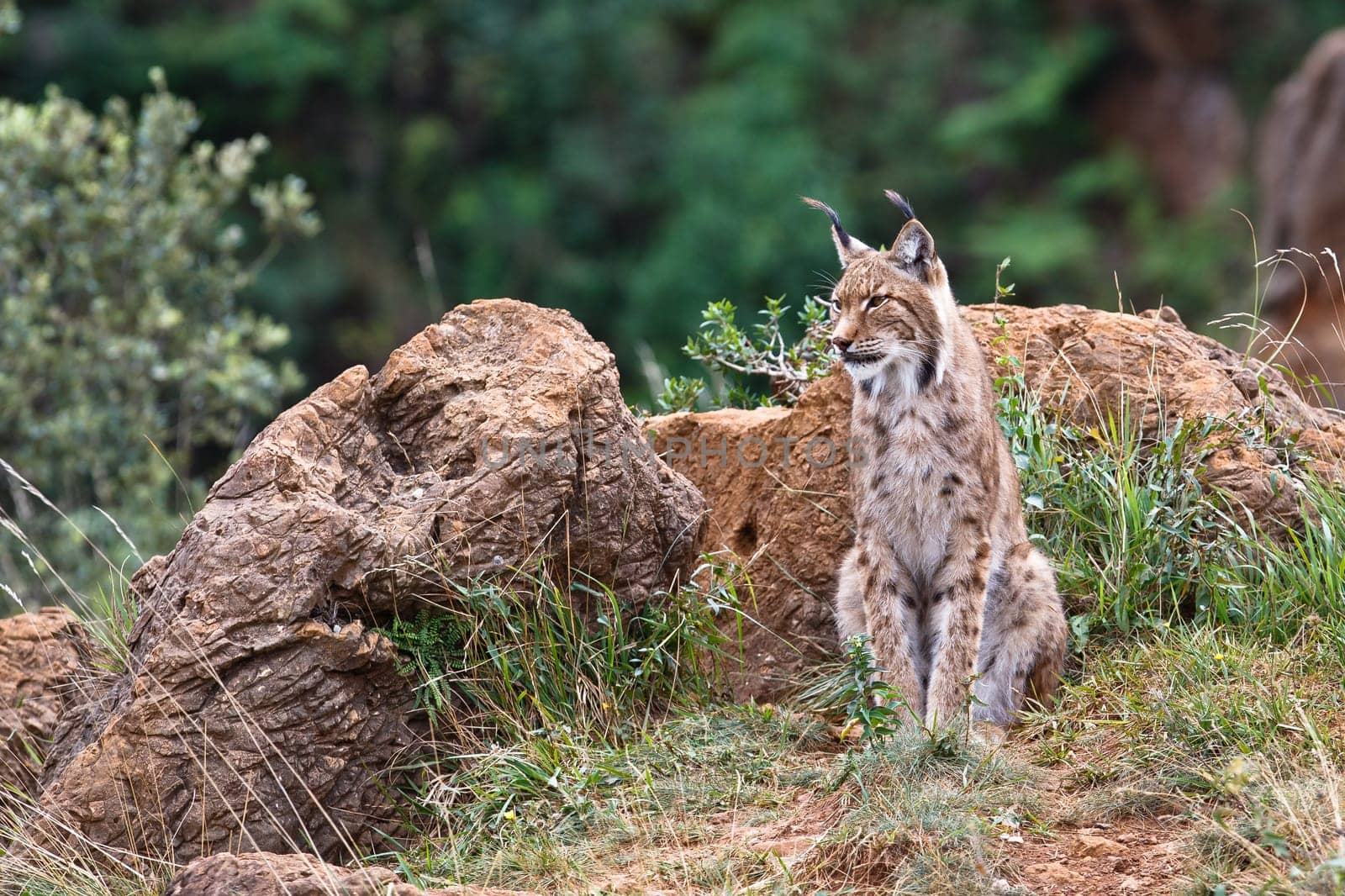 Eurasian lynx in a wild life park