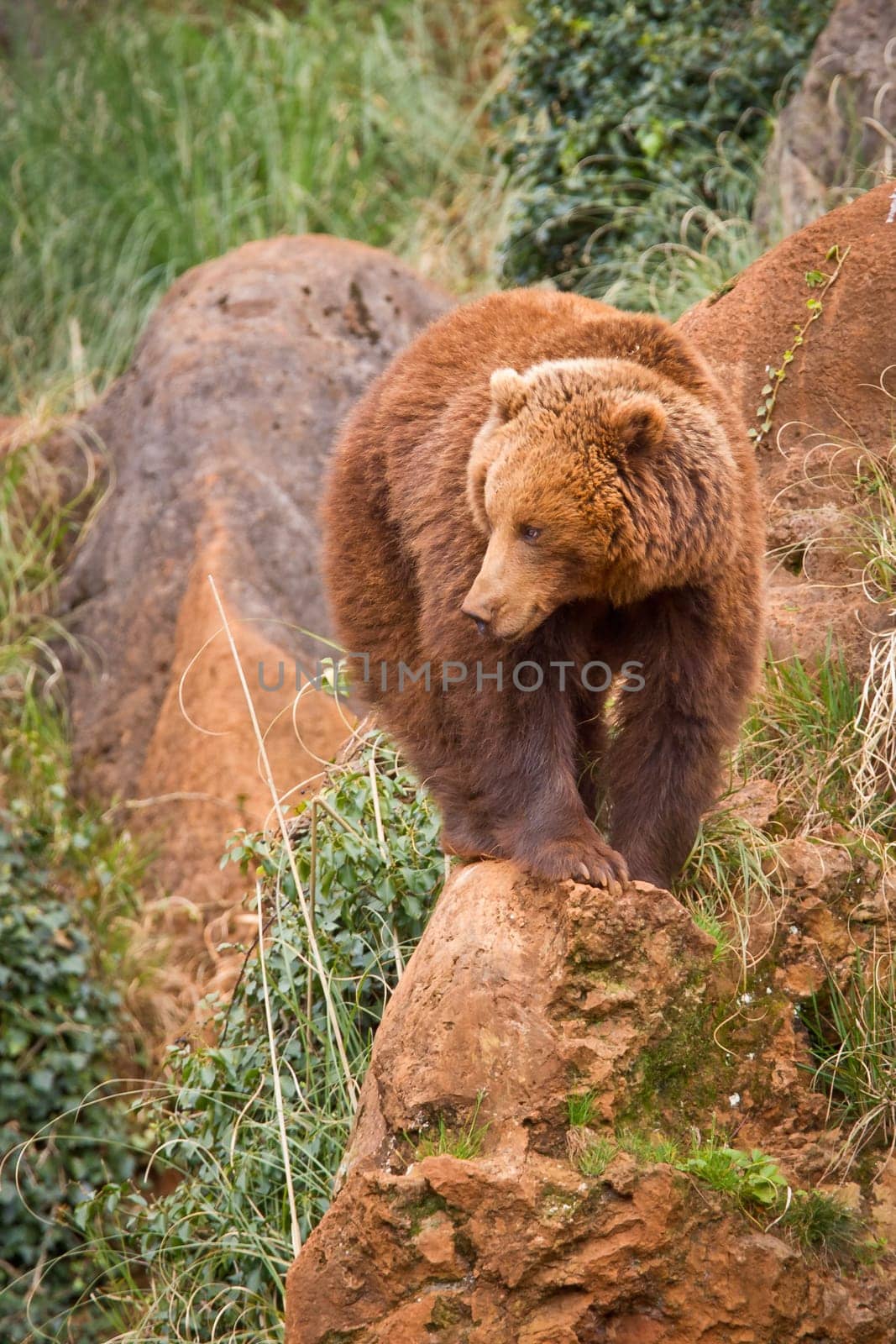 One brown bear, ursus arctos resting on the rock