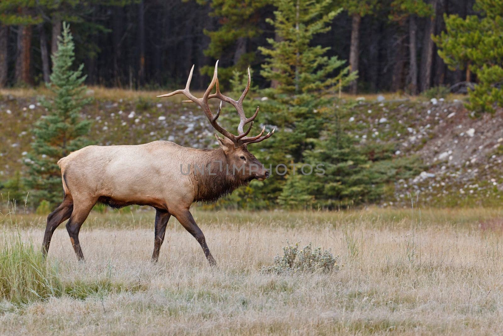 Bull elk, cervus canadensis, in Banff National Park, Alberta, Canada