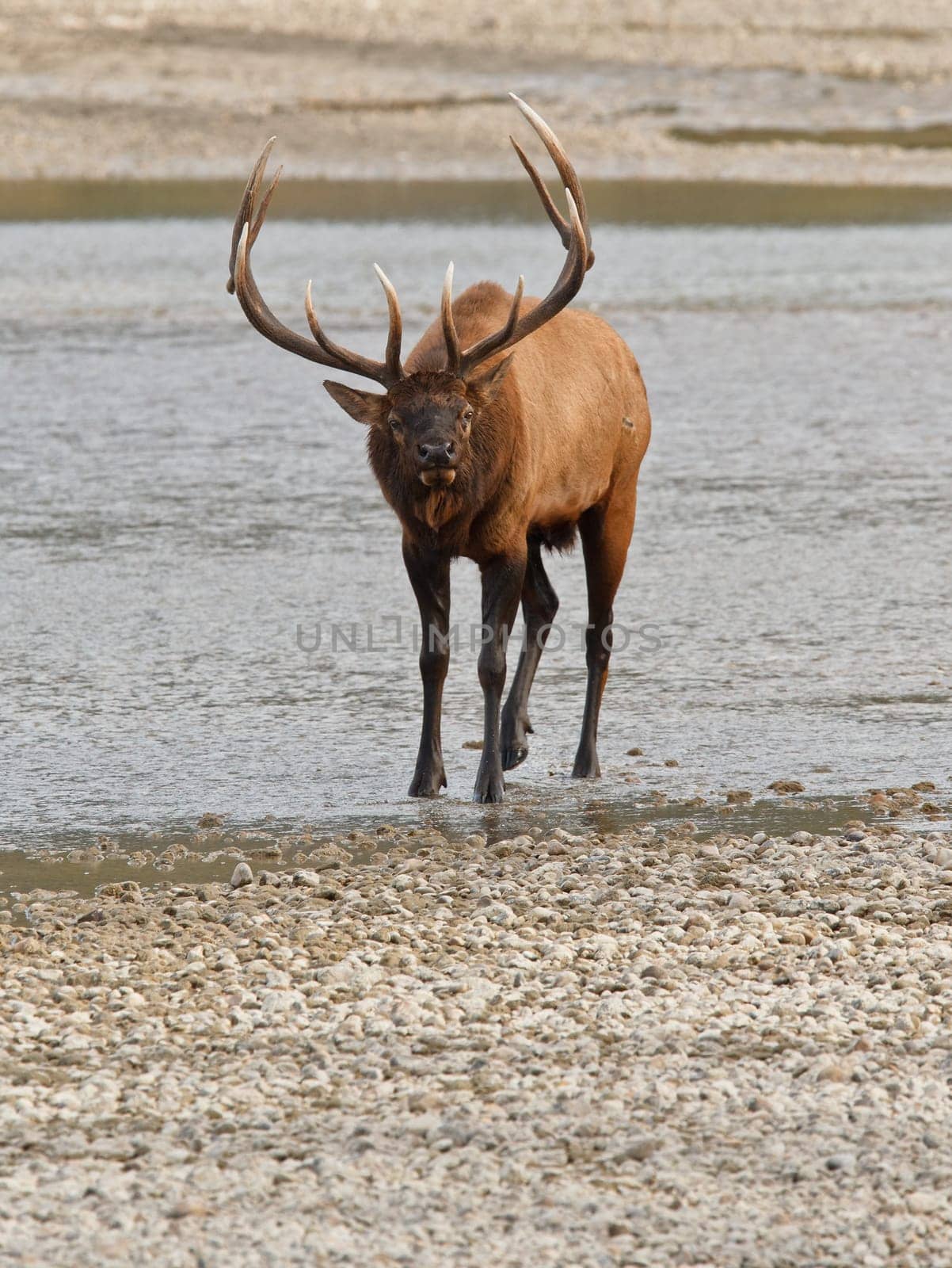 Bull elk, cervus canadensis in Athabasca River, Jasper National Park, Alberta, Canada