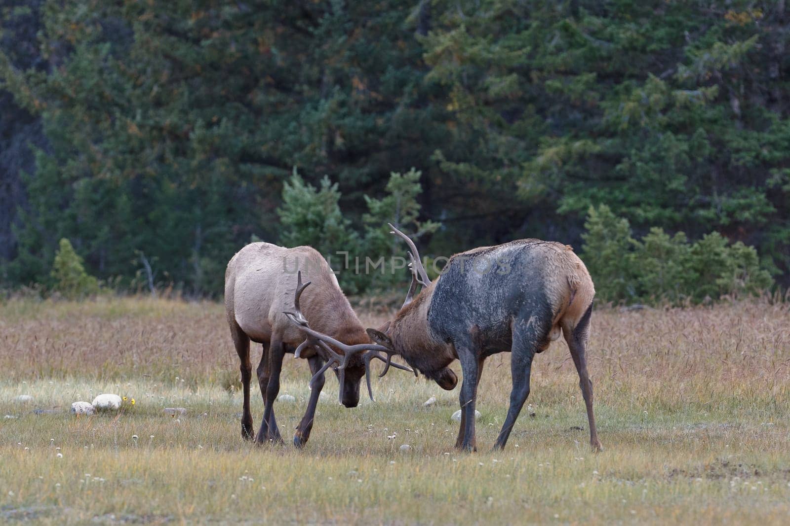 Bull Elks fighting, Jasper National Park, Canada