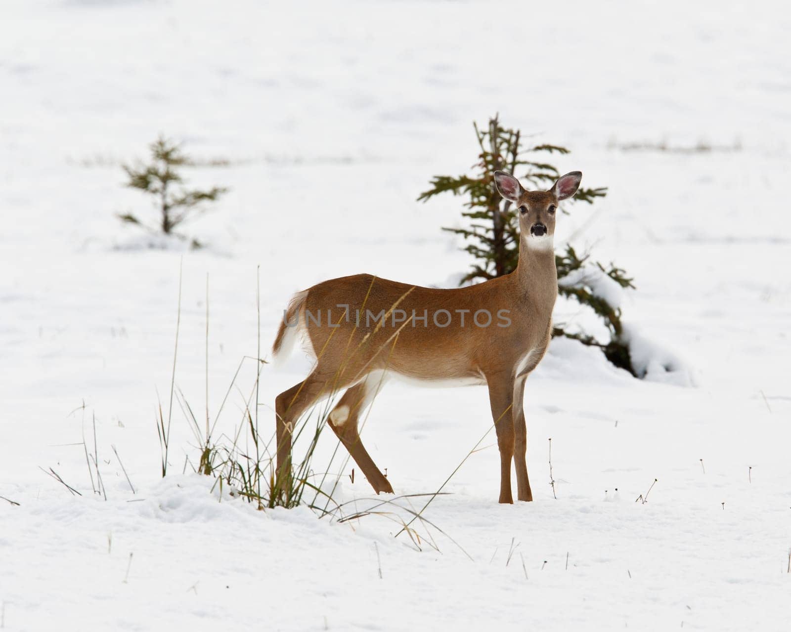 White-tailed deer, odocoileus virginianus in the snow, Banff National Park, Alberta, Canada