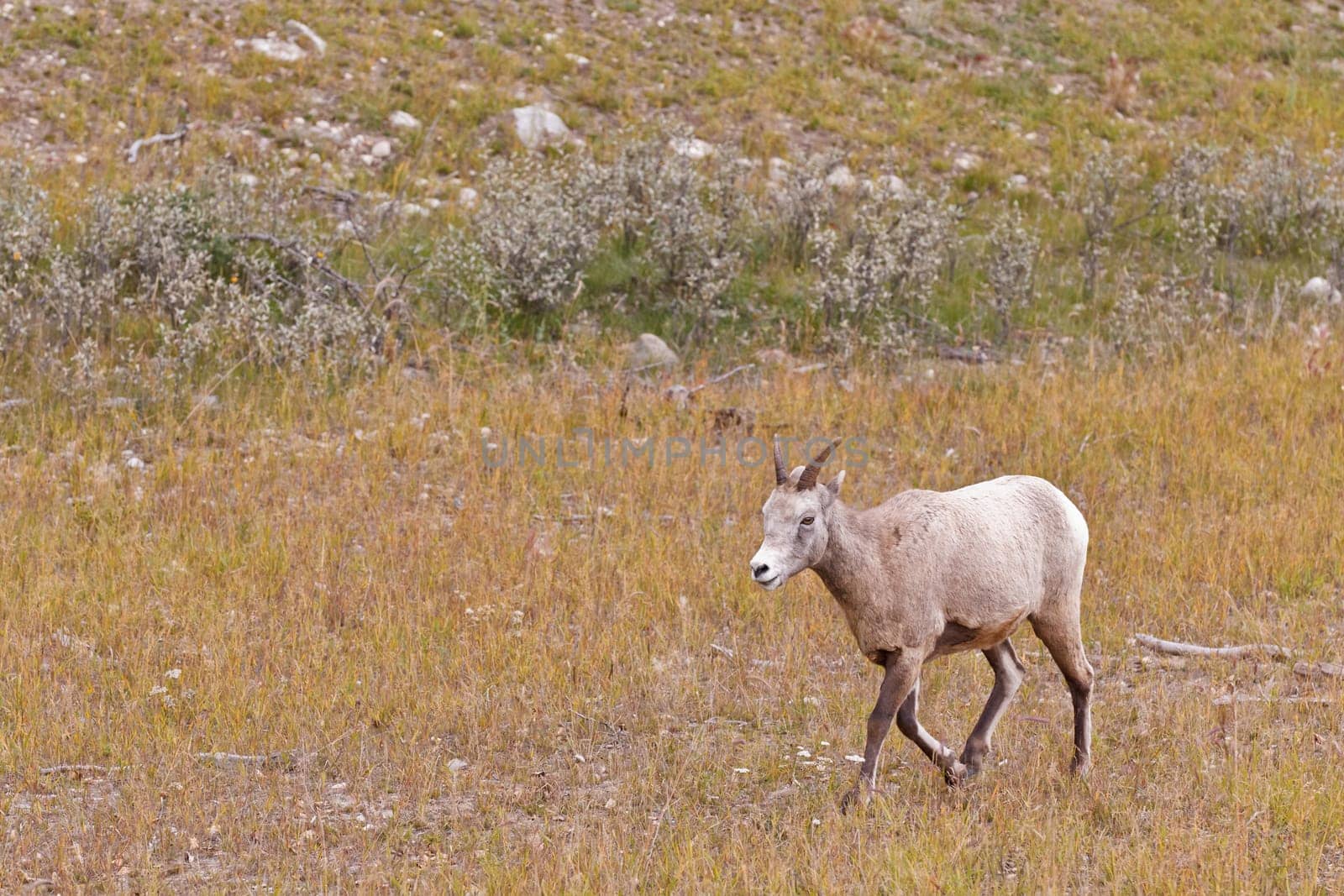 Bighorn sheep, ovis canadensis in Jasper National Park, Alberta, Canada