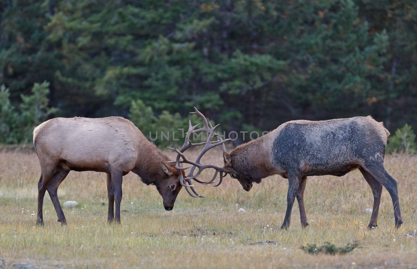Bull Elks fighting, Jasper National Park, Canada