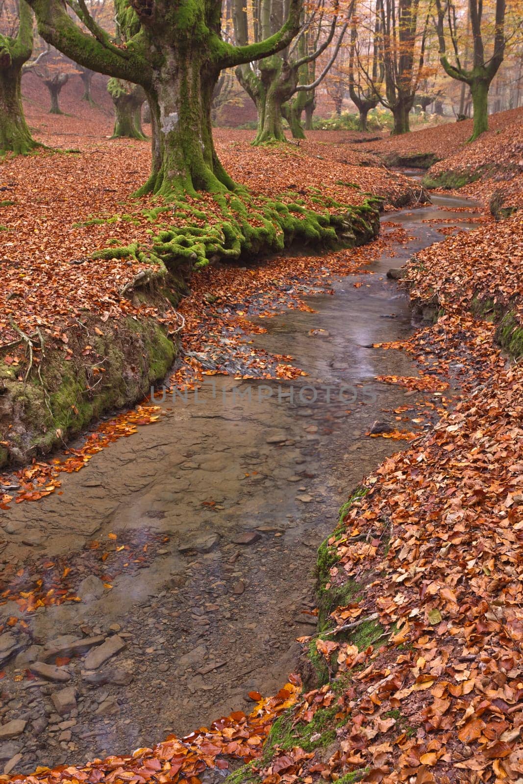 The falling leaves colors the autumn season in the forest. Otzarreta, Bizkaia, Spain