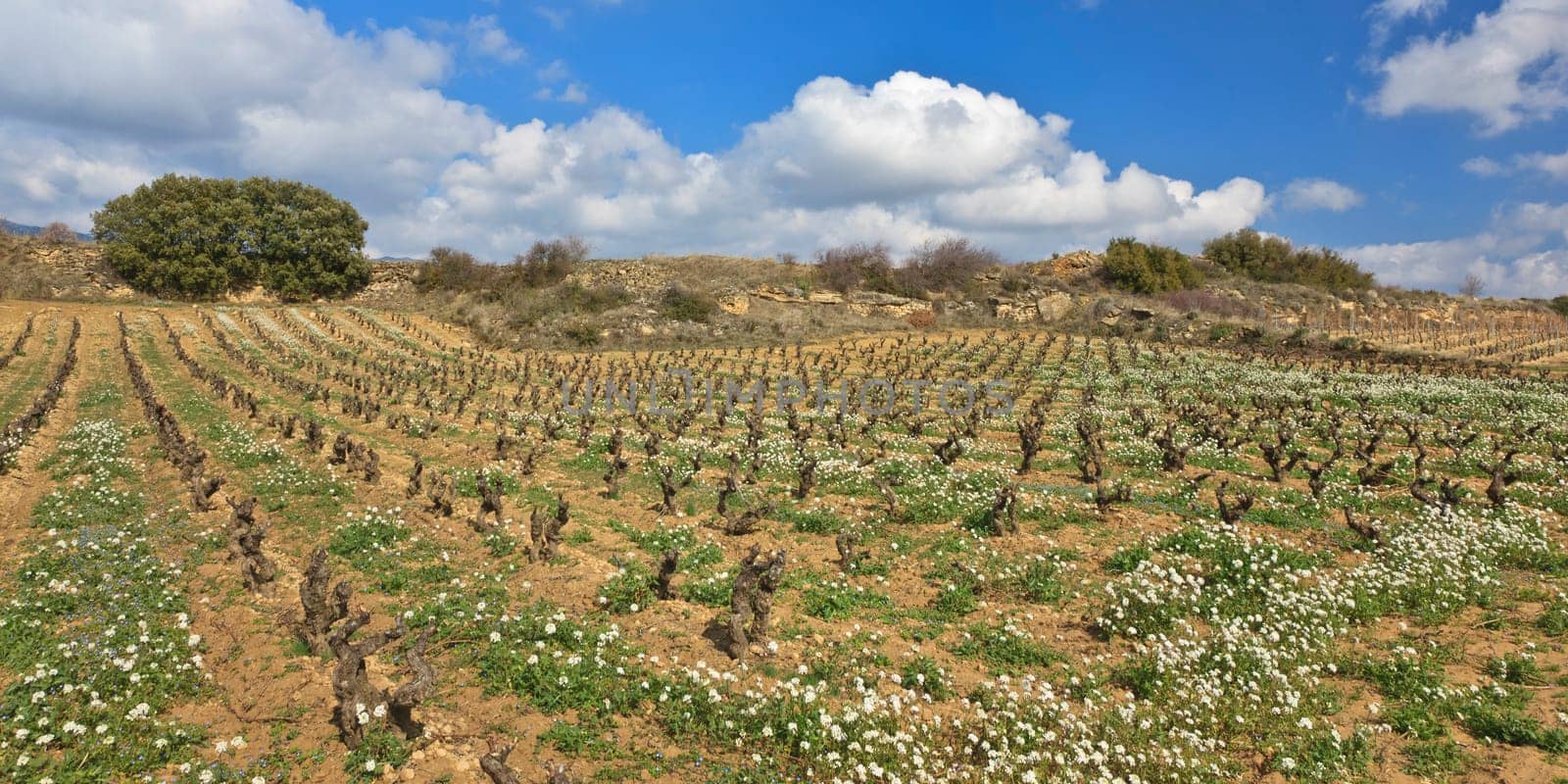Fields of vineyards in La Rioja, Spain