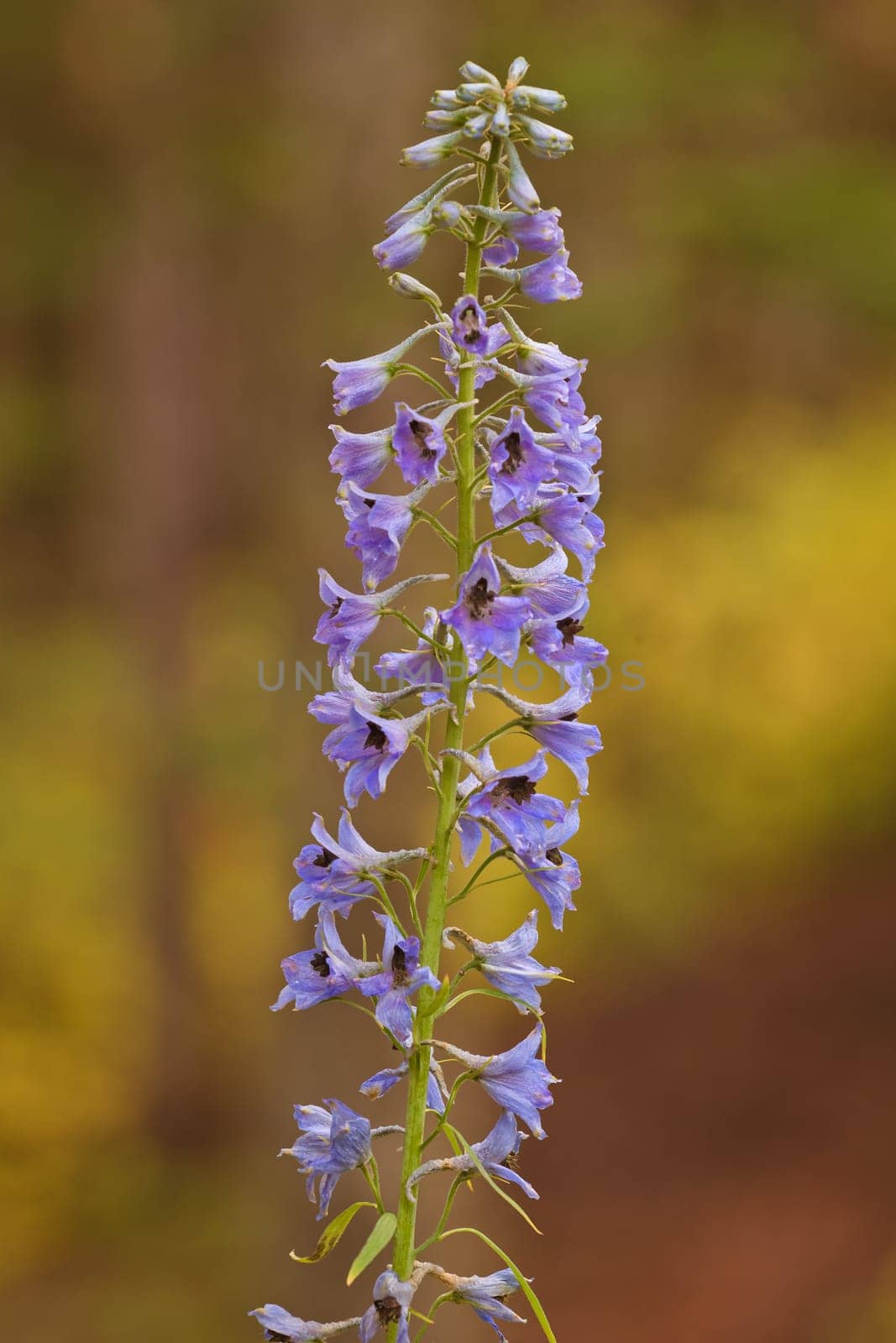 Flower in Lake Louise, Banff National Park, Canadian Rockies, Alberta, Canada
