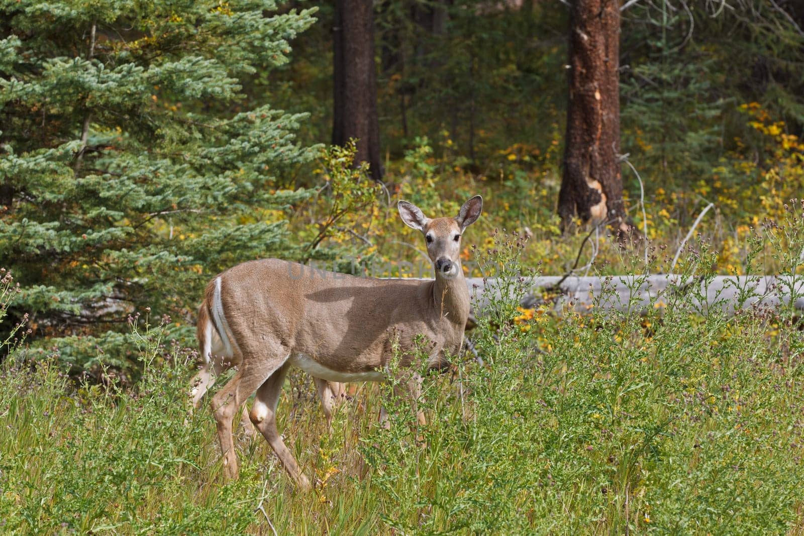 White-tailed deer, odocoileus virginianus in Kootenay National Park, Alberta, Canada