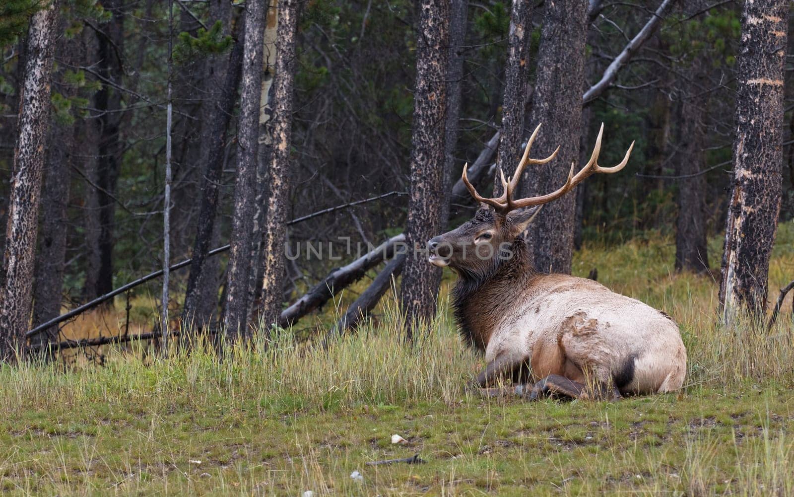 Bull elk resting in the grass, Banff National Park, Alberta, Canada