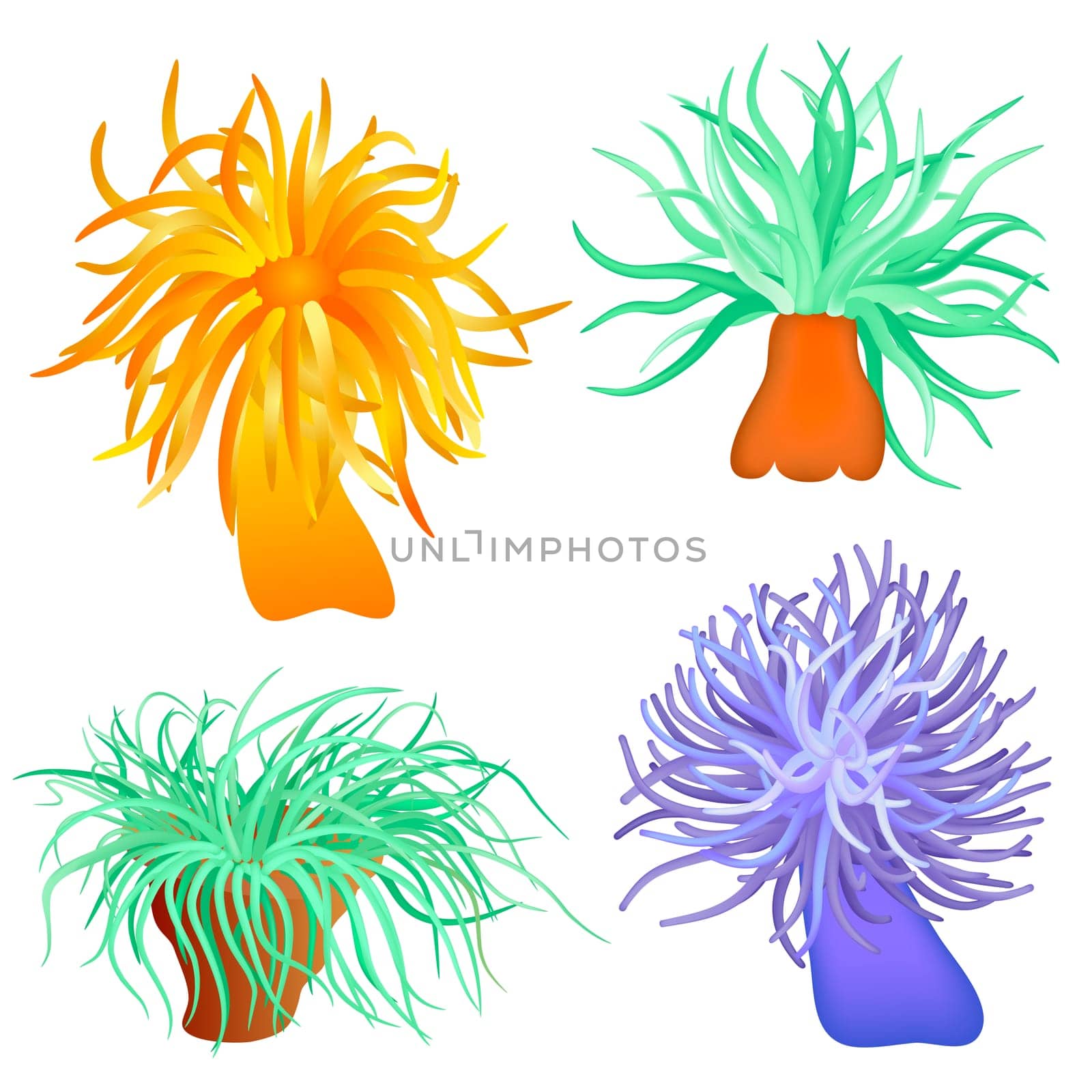 Illustration of the sea anemone - sea flower