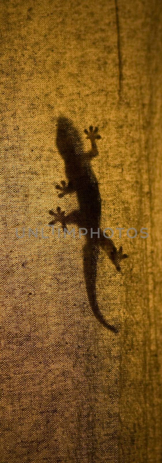 gecko