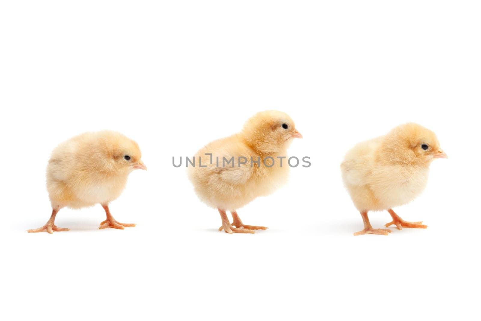 three cute baby chickens - chicks on white