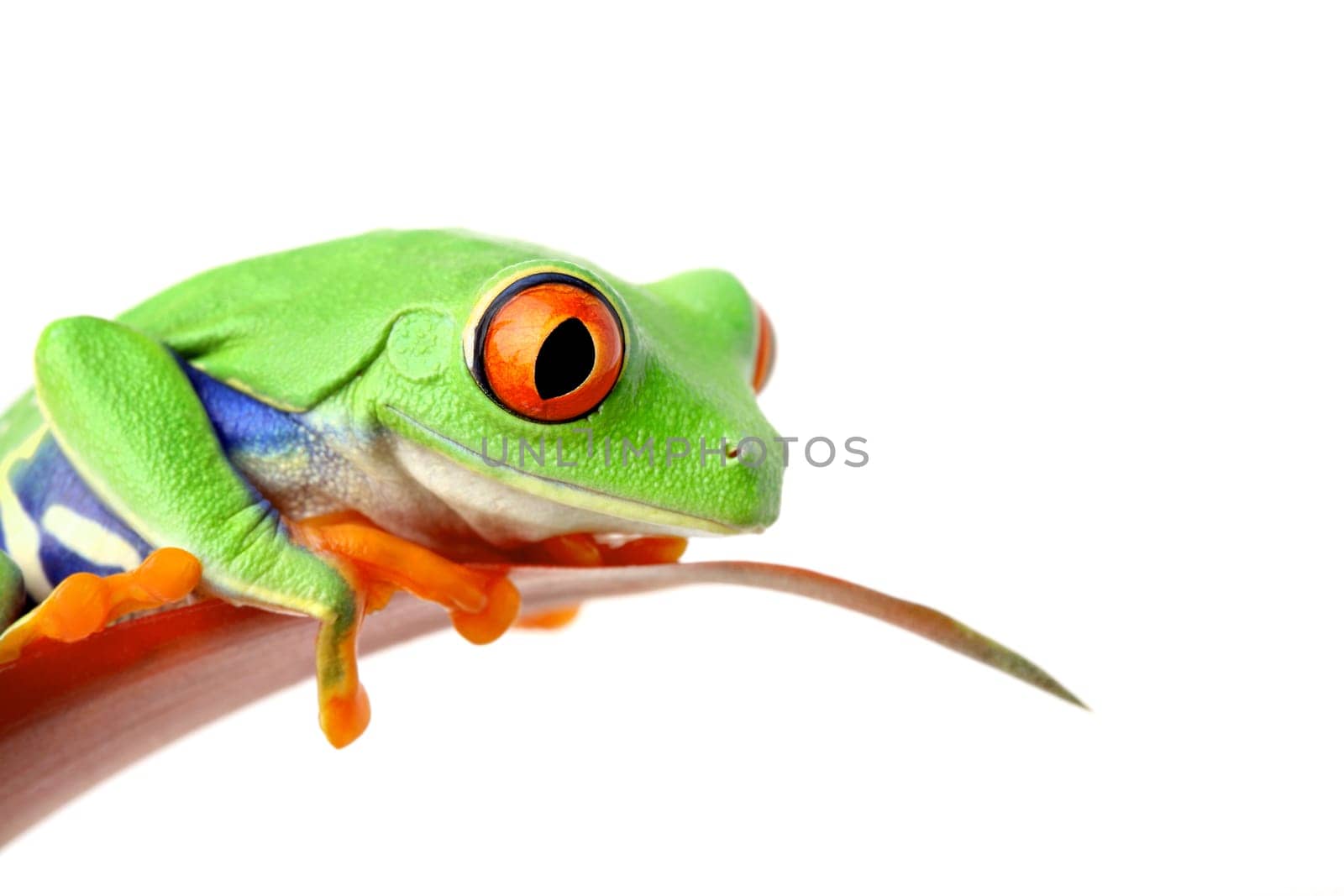 frog sitting on a leaf looking down - isolated on white