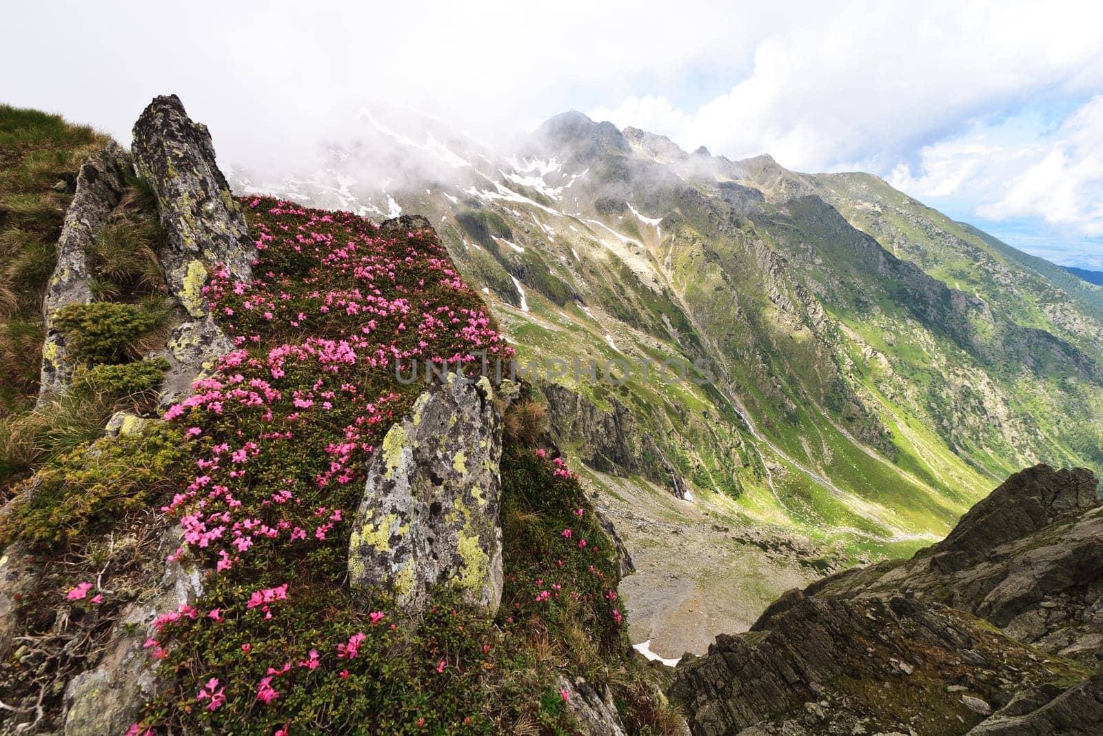 mountain peonies (rhododendron) in Fagaras mountains, Romania