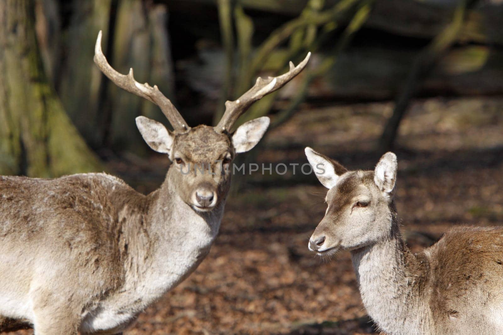 Fallow deer