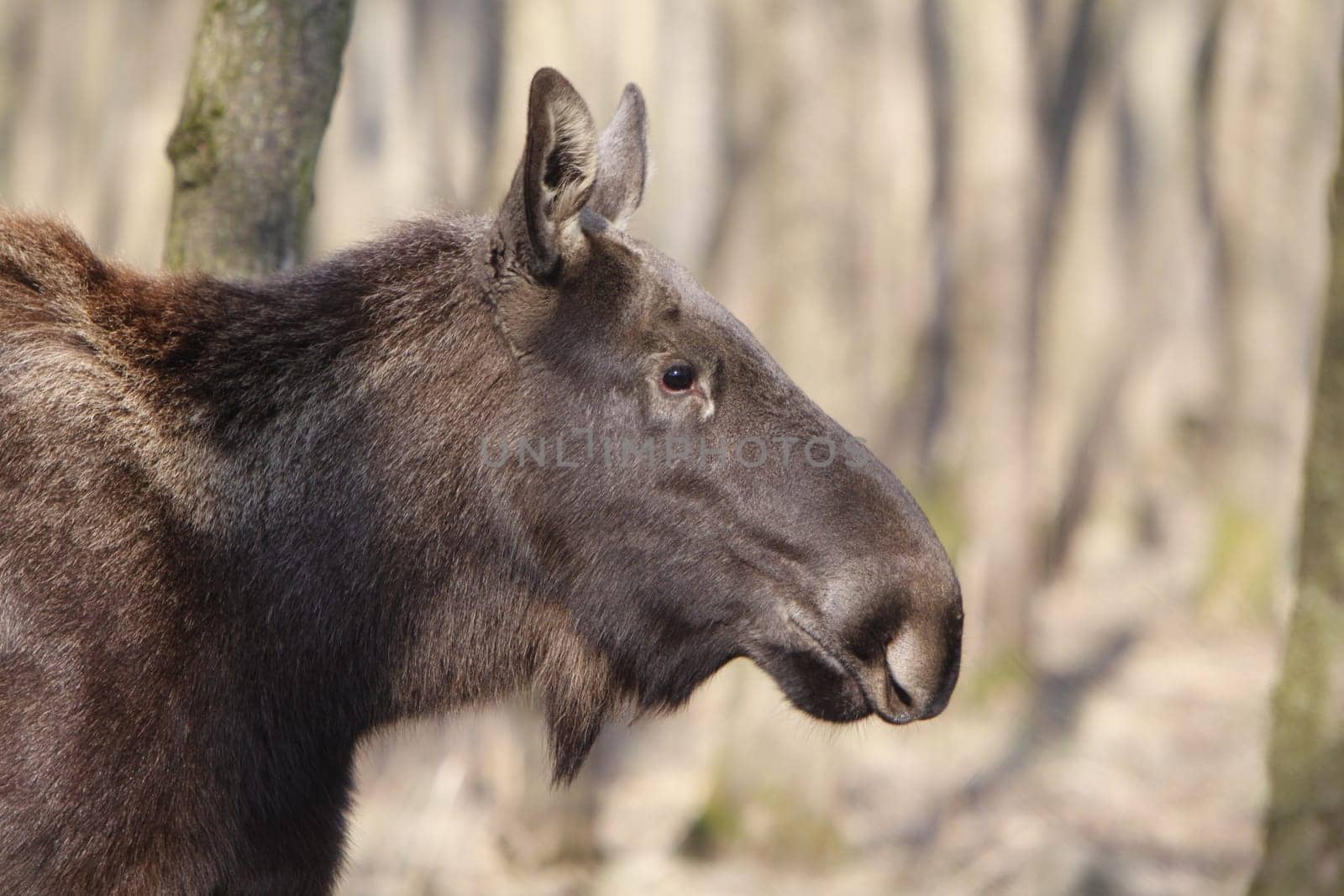 Elk