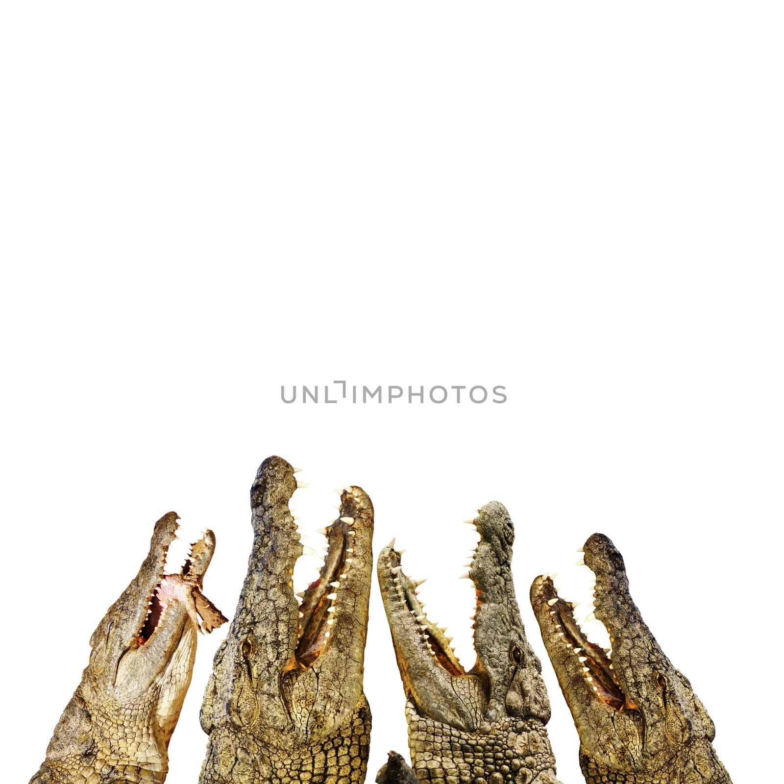 hungry alligators with open mouths