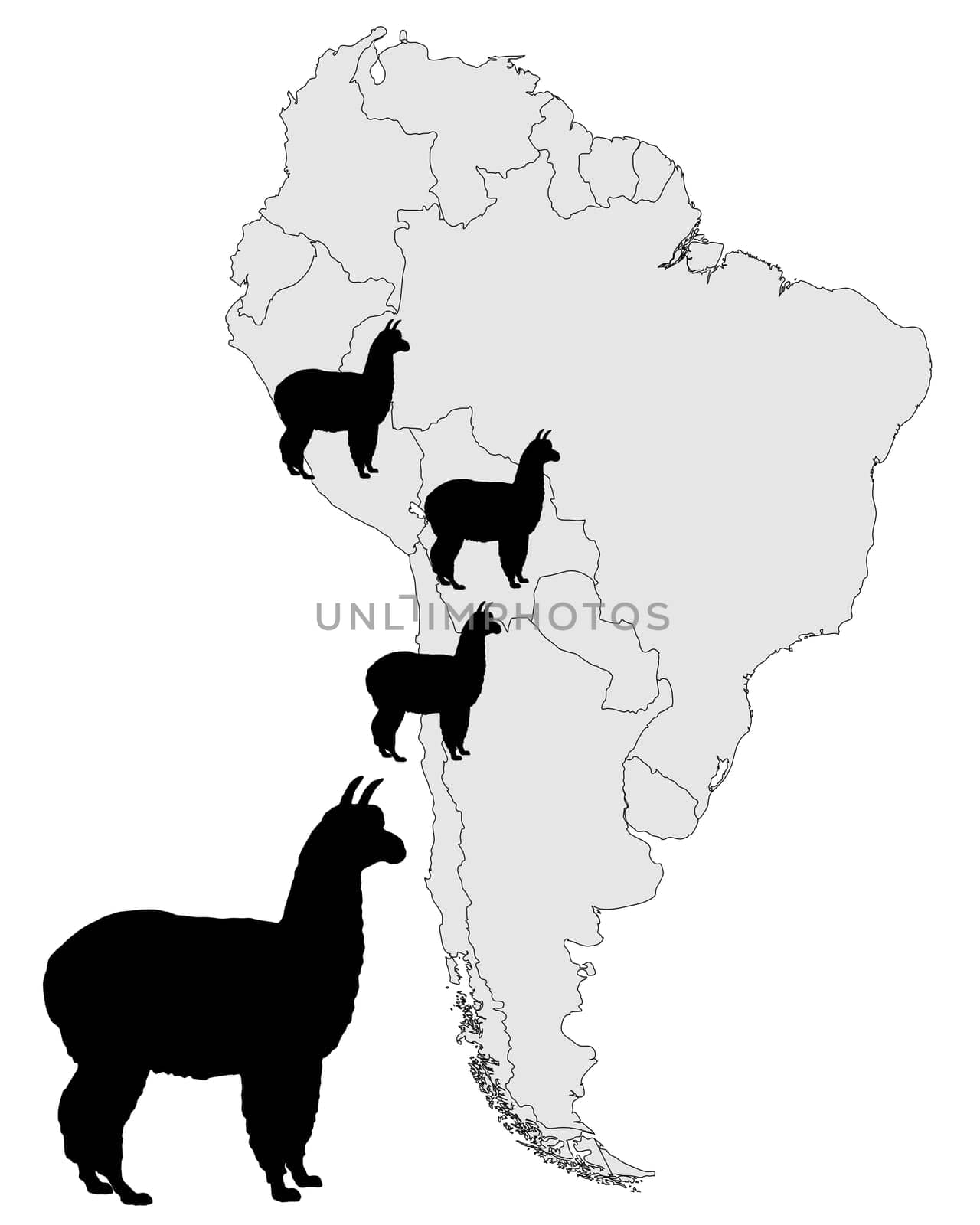 Alpaca Distribution