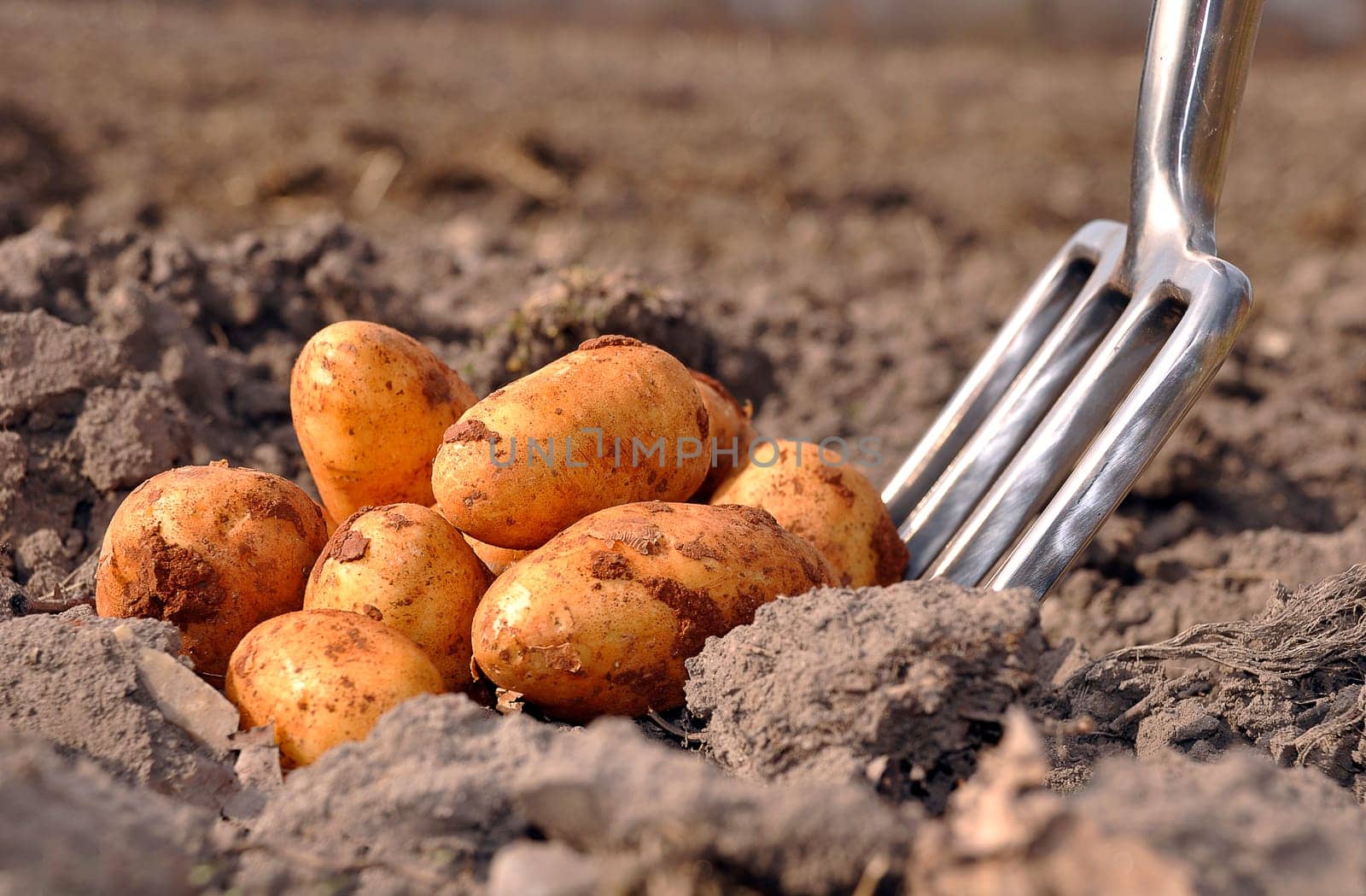 Potatoes