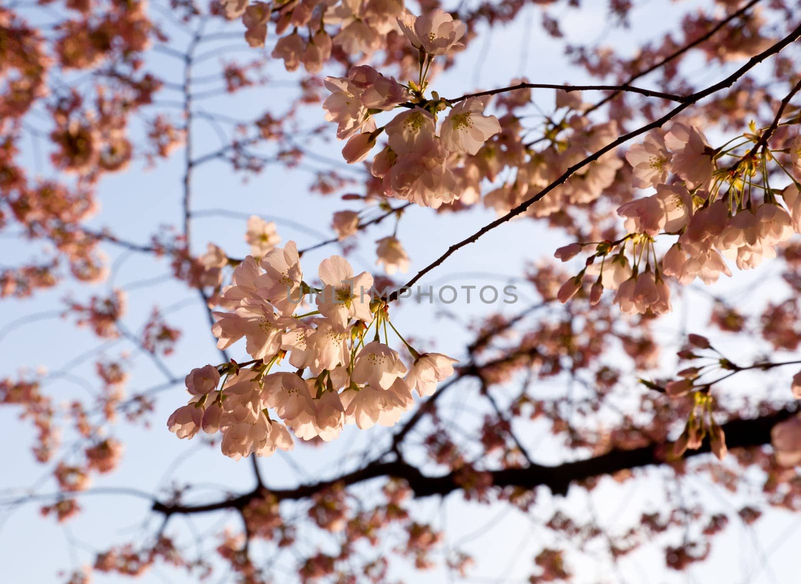 Pink Japanese Cherry blossoms on branches overhanging the Tidal Basin in Washington DC