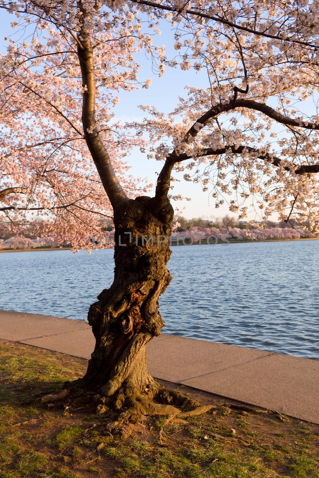 Old gnarled tree by Tidal Basin and surrounded by pink Japanese Cherry blossoms