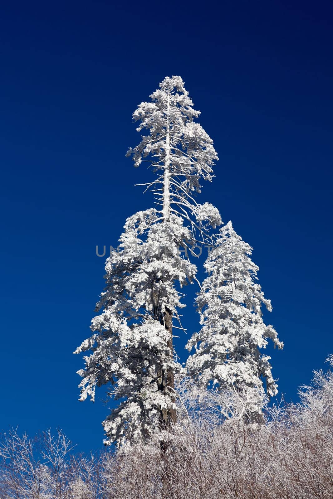 Famous Smoky Mountain view of pine or fir trees covered in snow in early spring