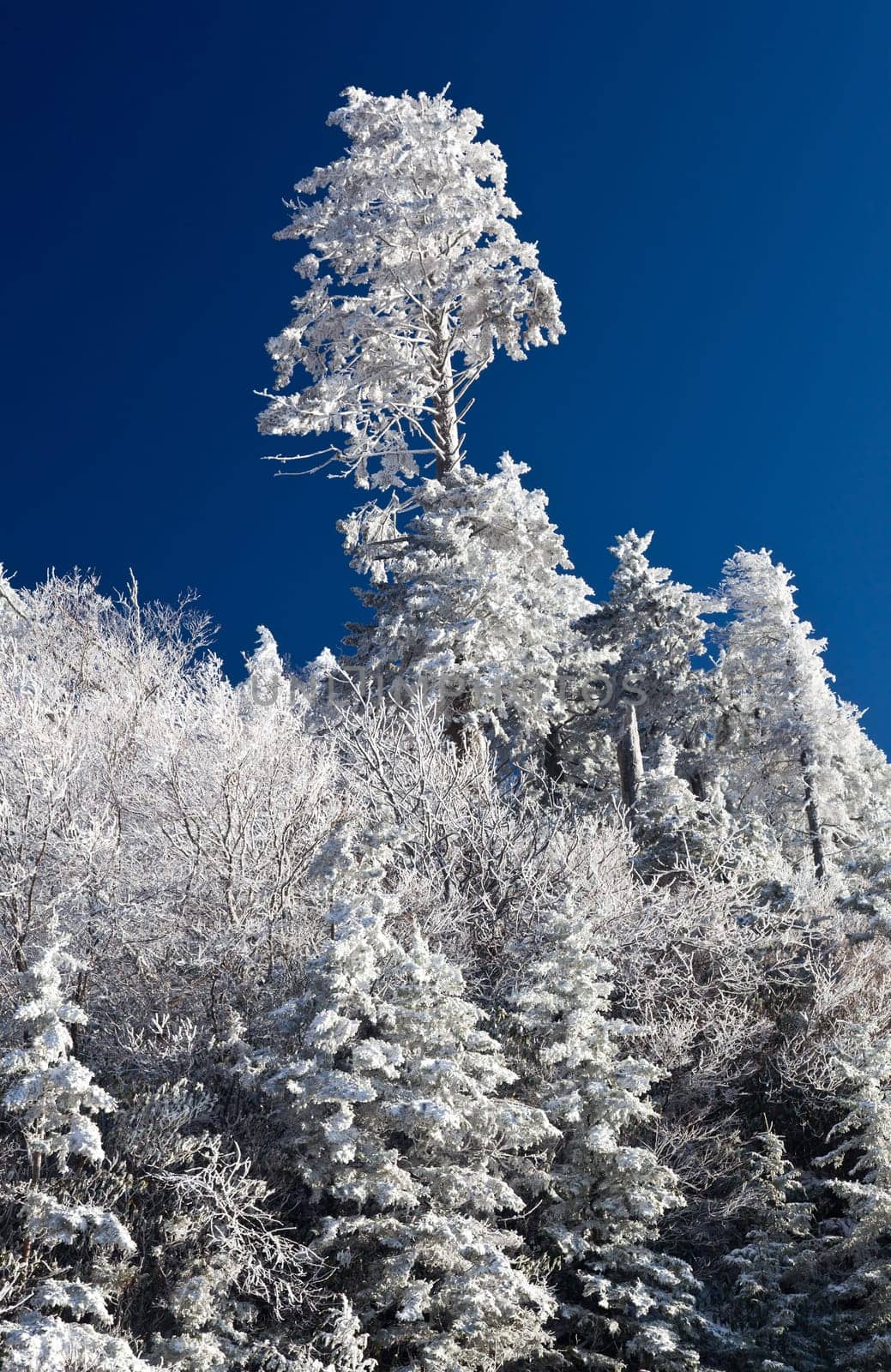 Famous Smoky Mountain view of pine or fir trees covered in snow in early spring