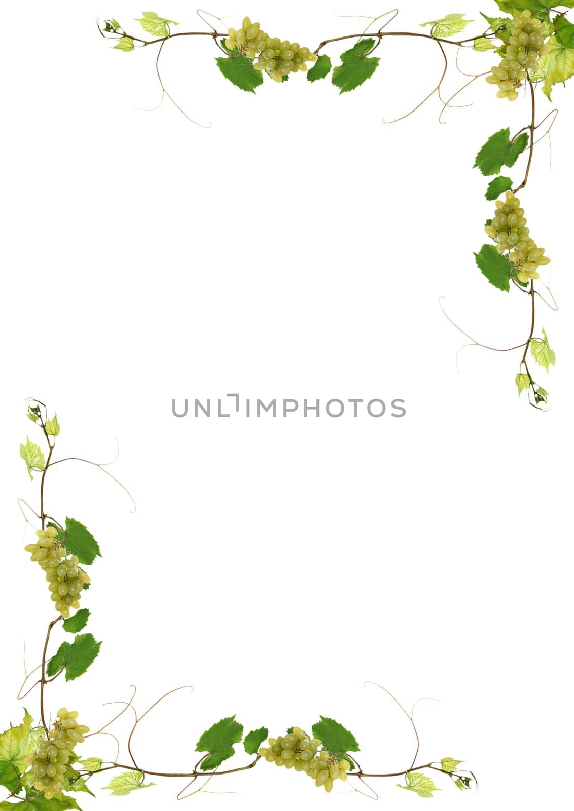 vine leaves and grapes for wine in a restaurant