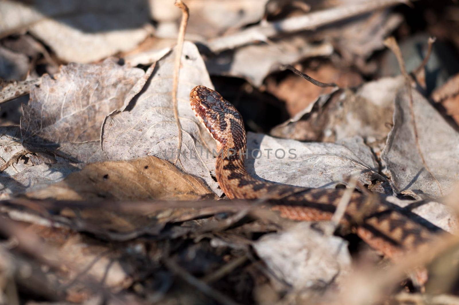 Adder - vipera-berus - On the hunt