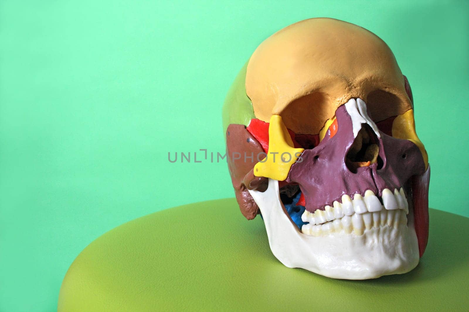 Skull model