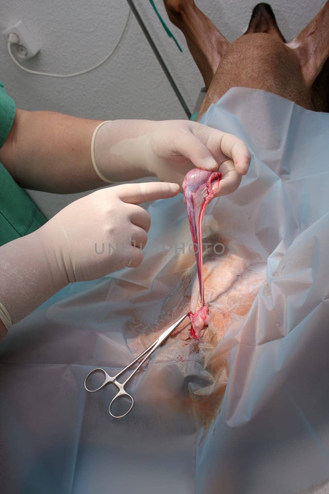 Castration in dogs