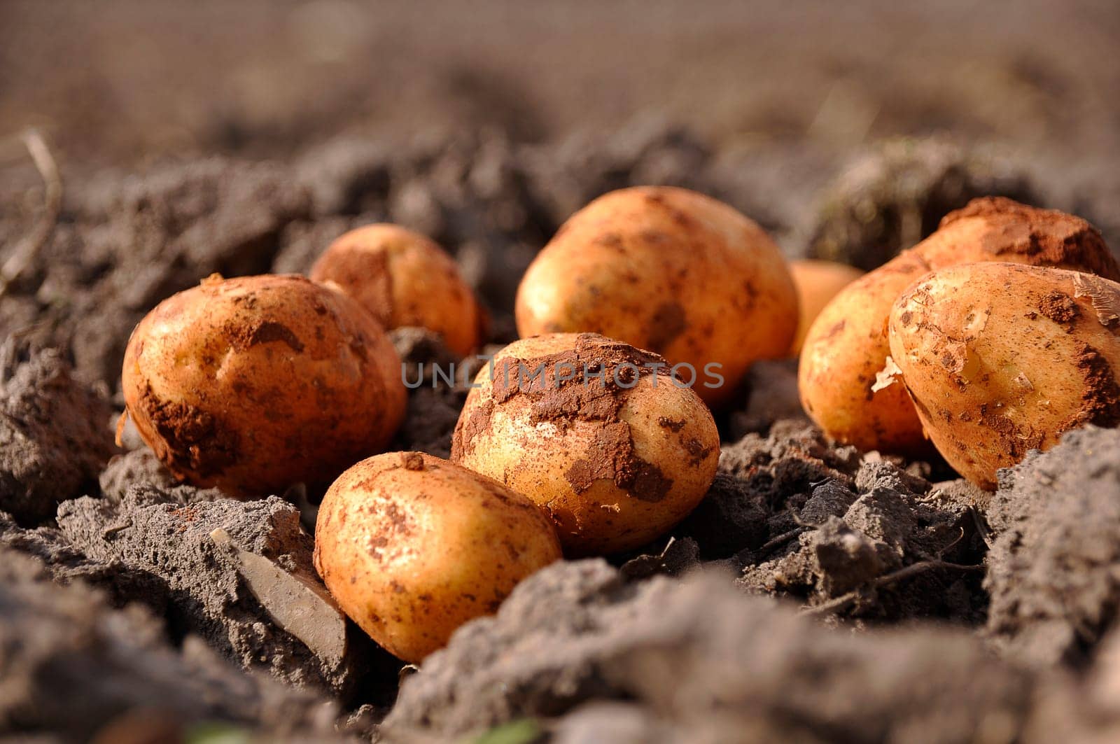 Potatoes