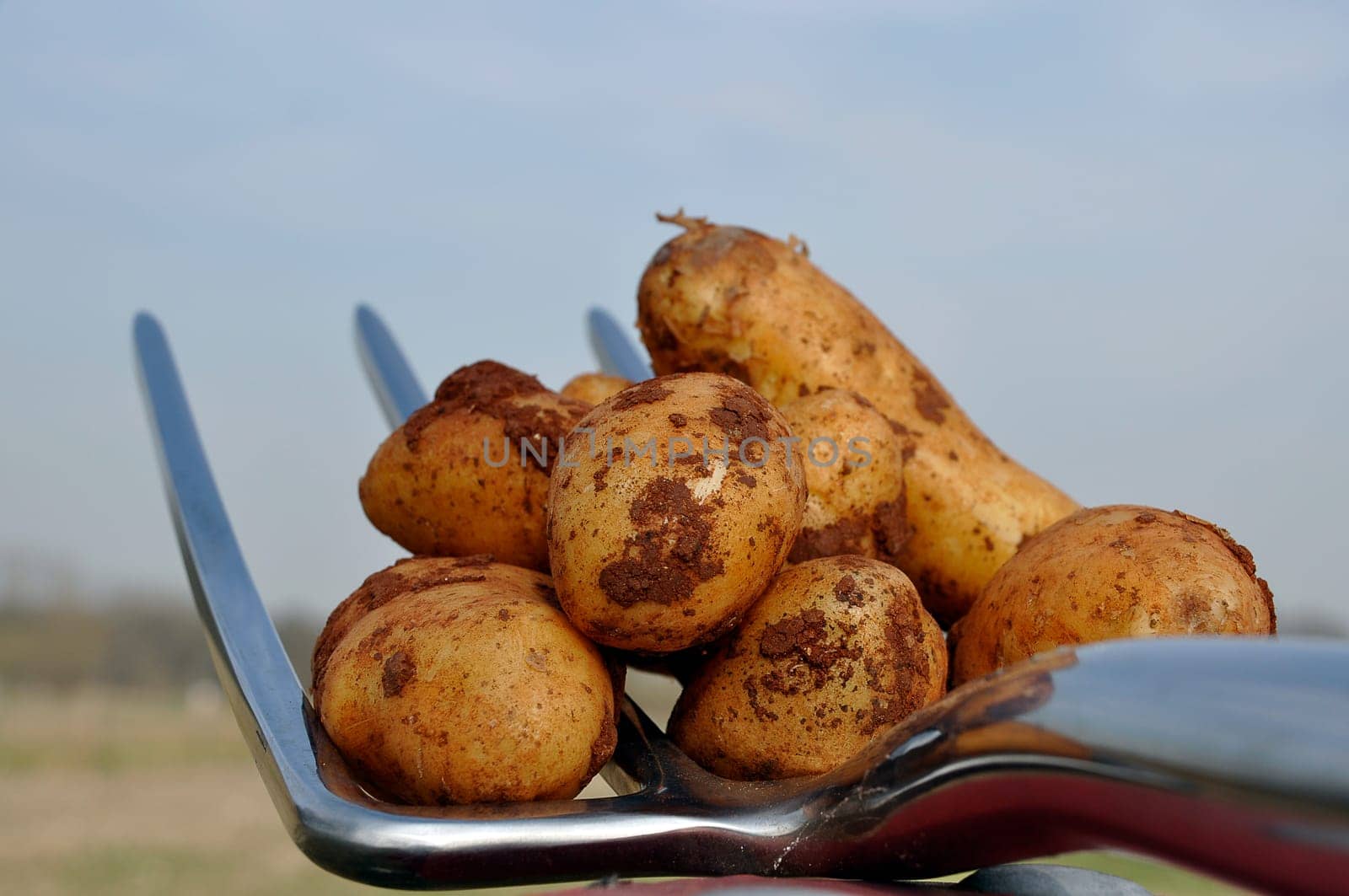fresh potatoes