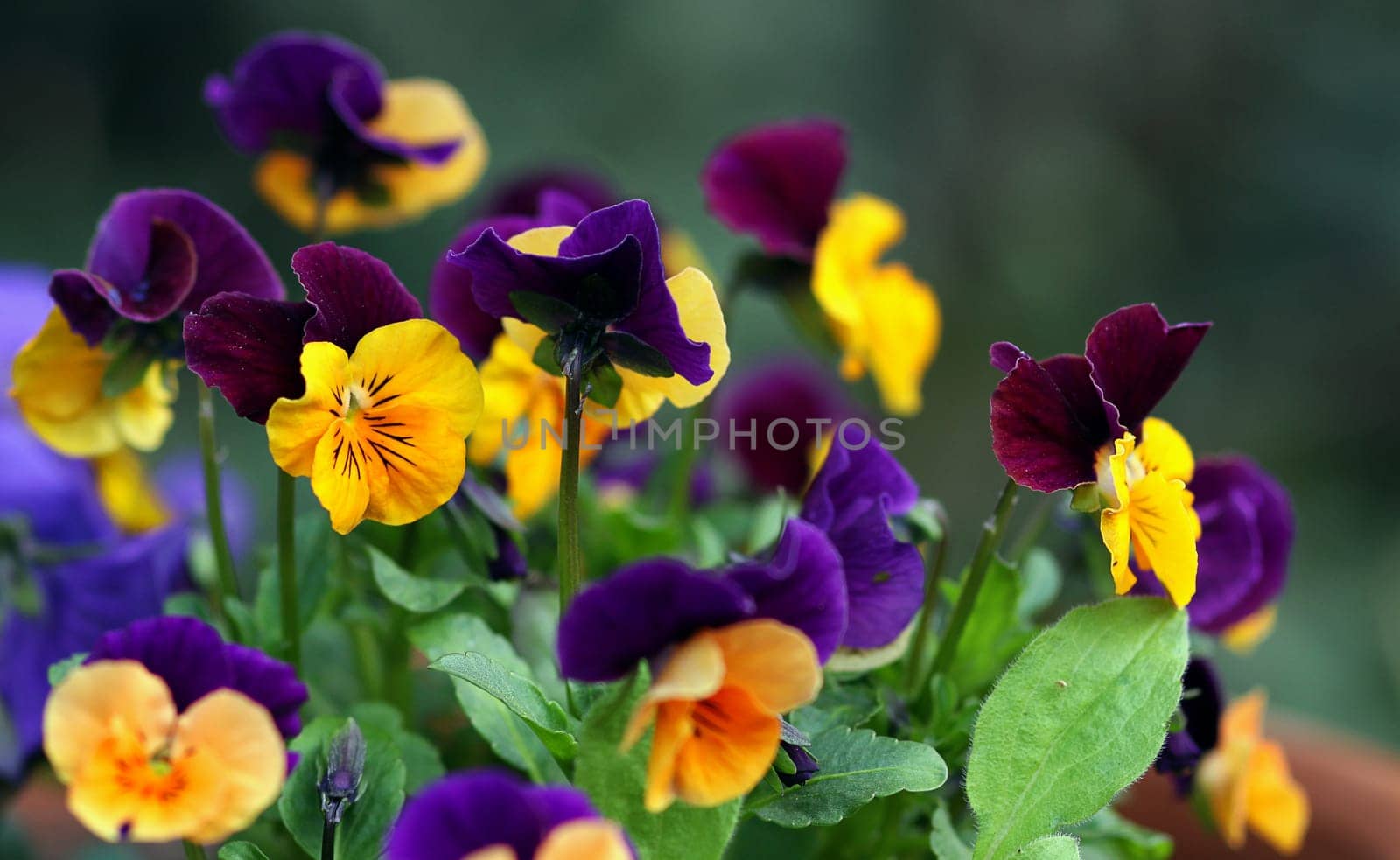 (Viola tricolor)