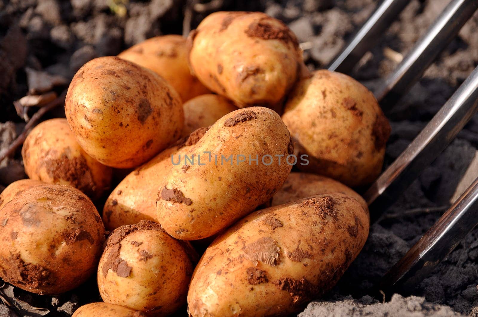 fresh potatoes