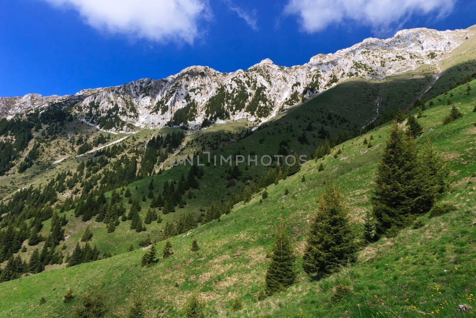 some trees on a green mountain slope