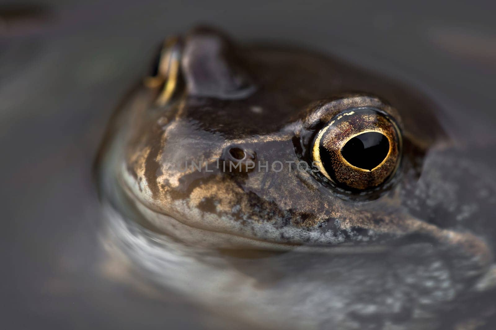 I'm about to hop into your lens hood