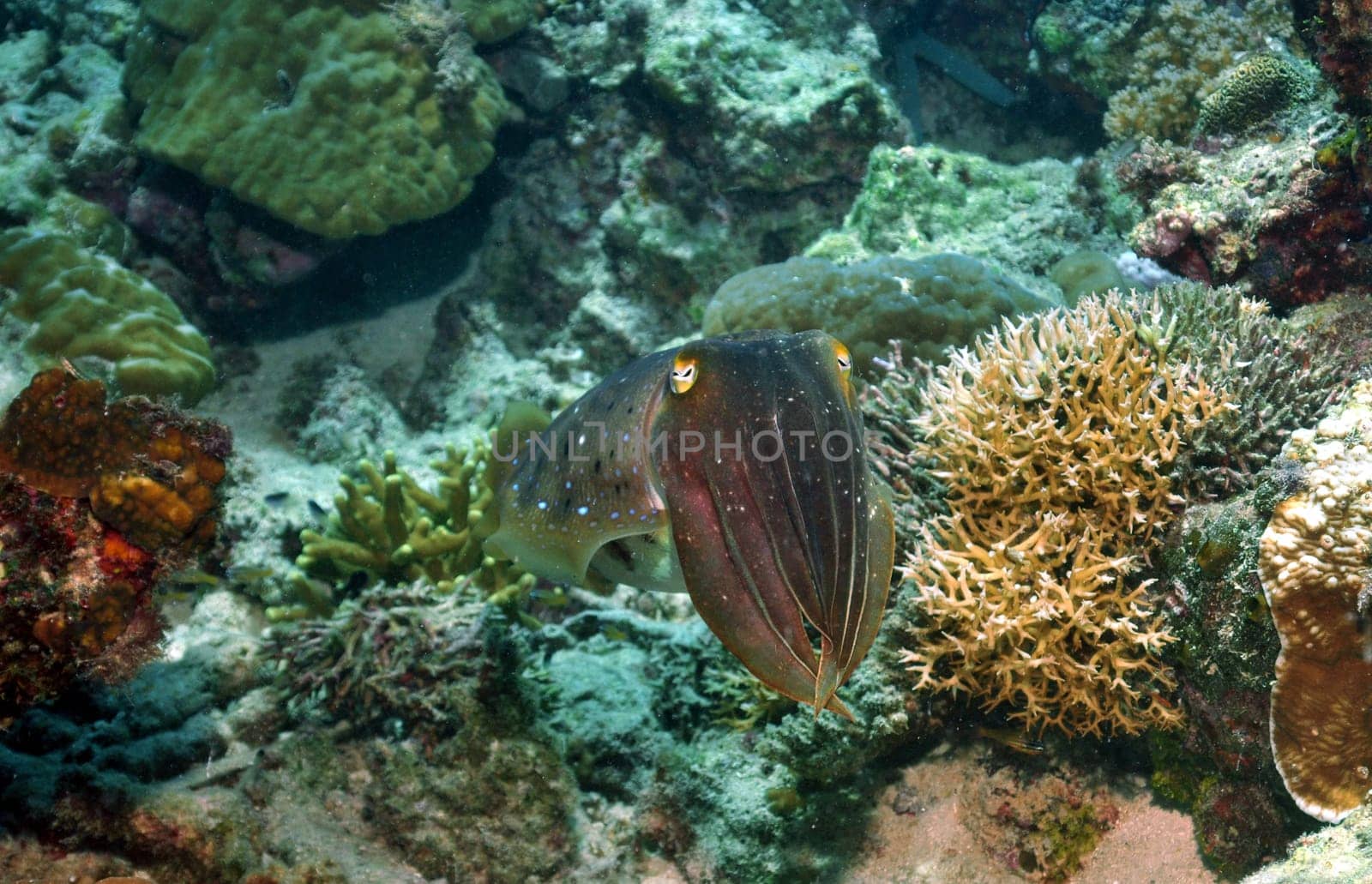 I caught this cuttlefish in the corals of the Sulu Sea / Philippines