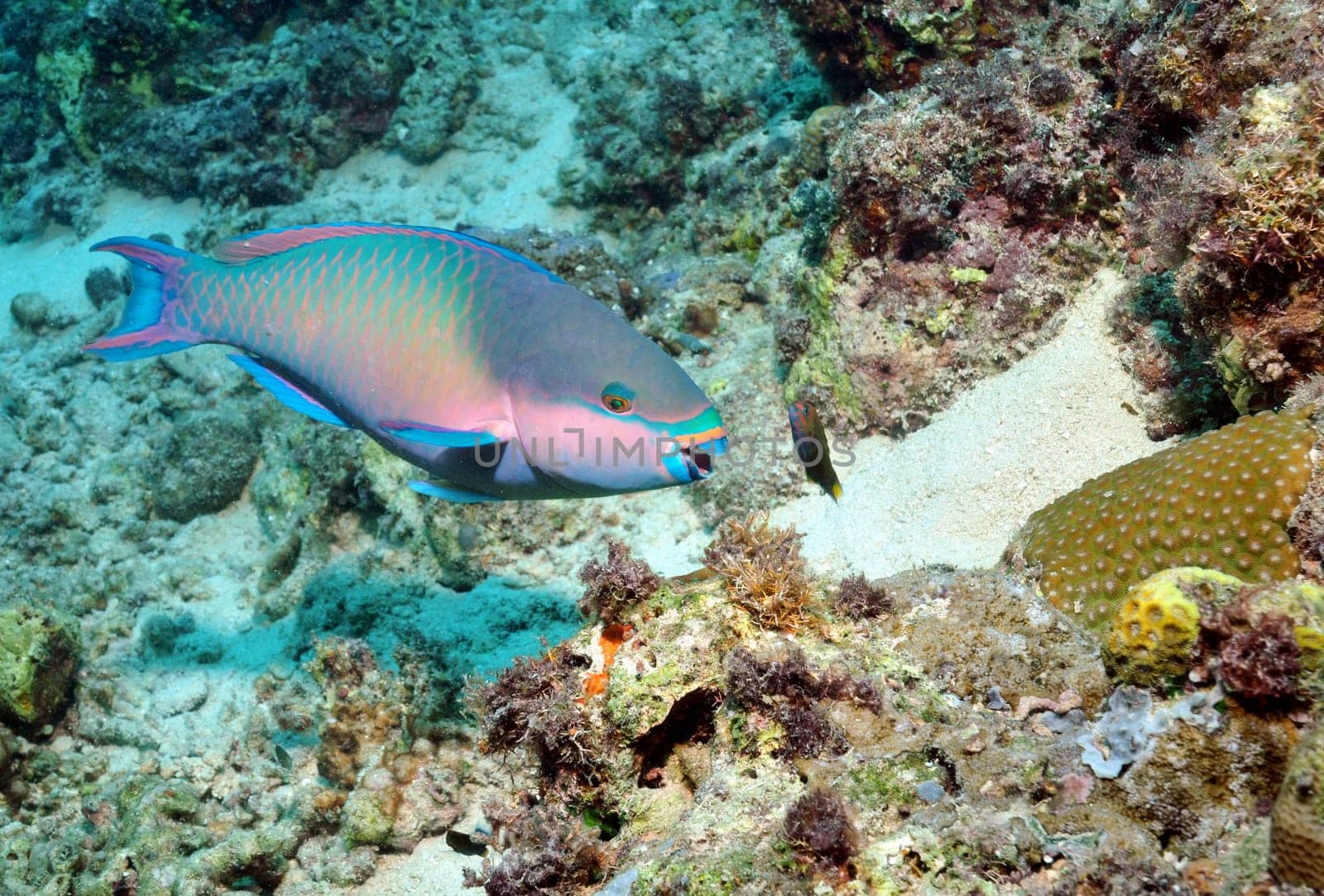 The parrotfish are unconsciously responsible for the beautiful sandy beaches! They bite pieces of coral and excrete the coral sand again. These sand particles reach the beaches through currents and are deposited there.