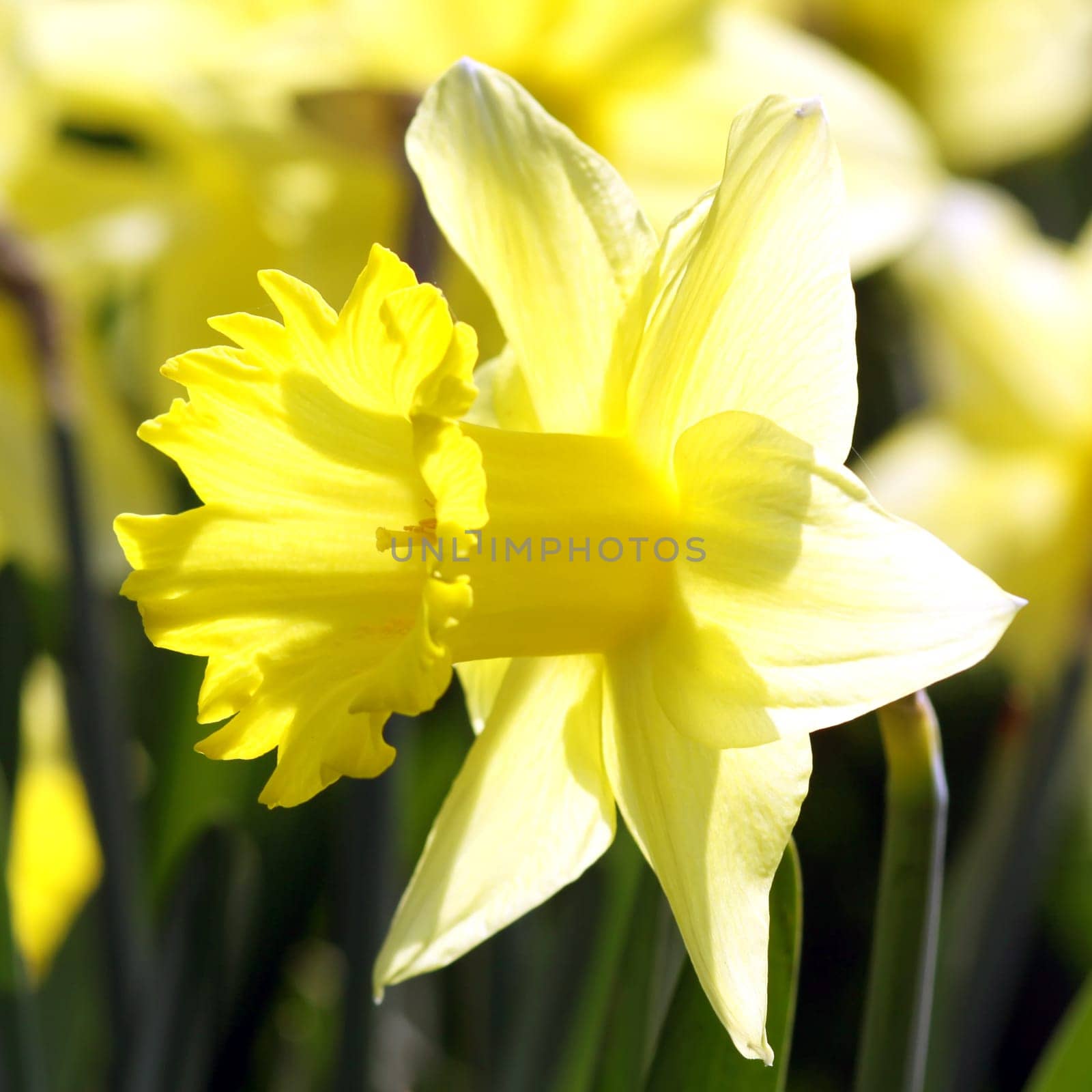 Narcissus pseudonarcissus