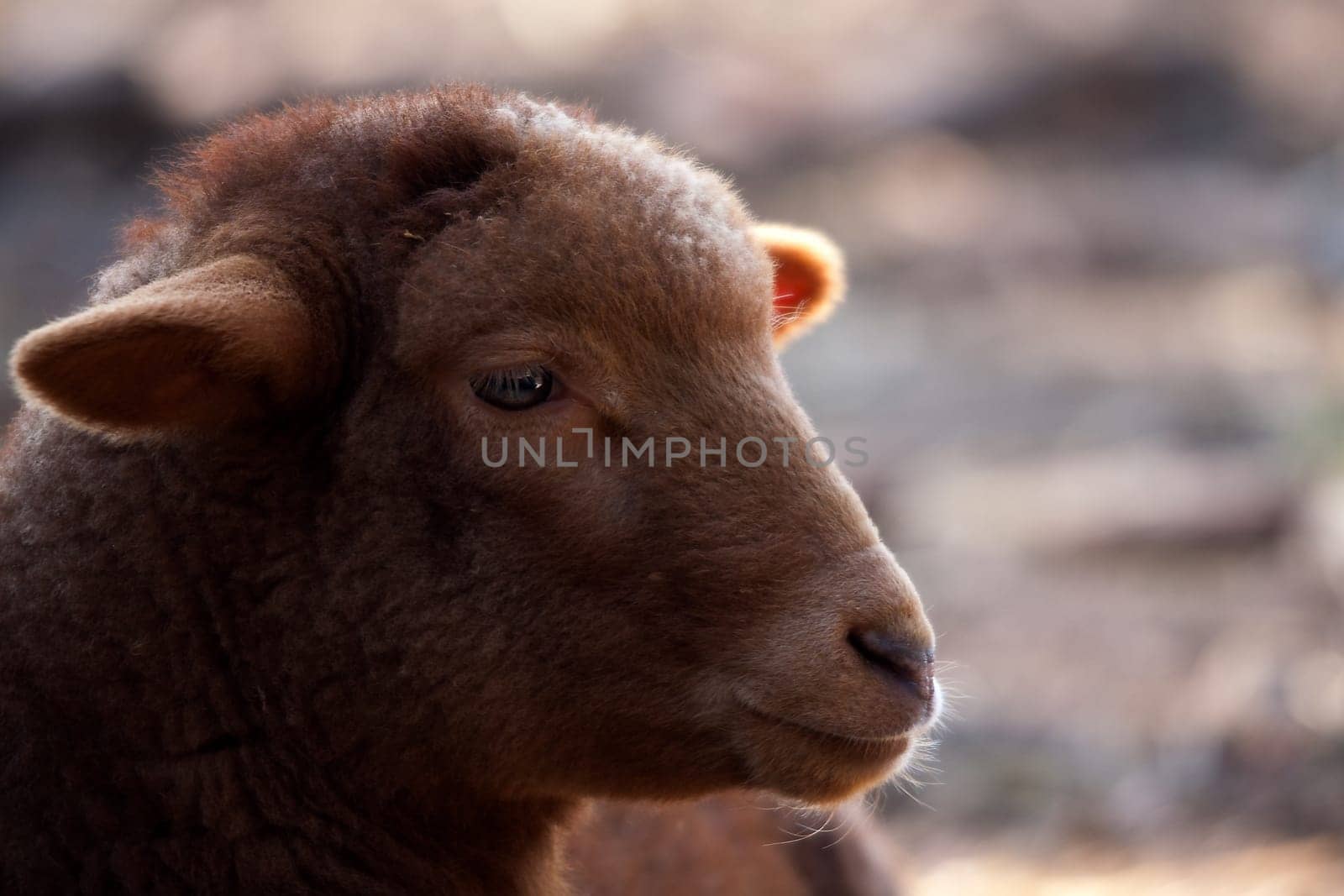 Coburg Fox Sheep