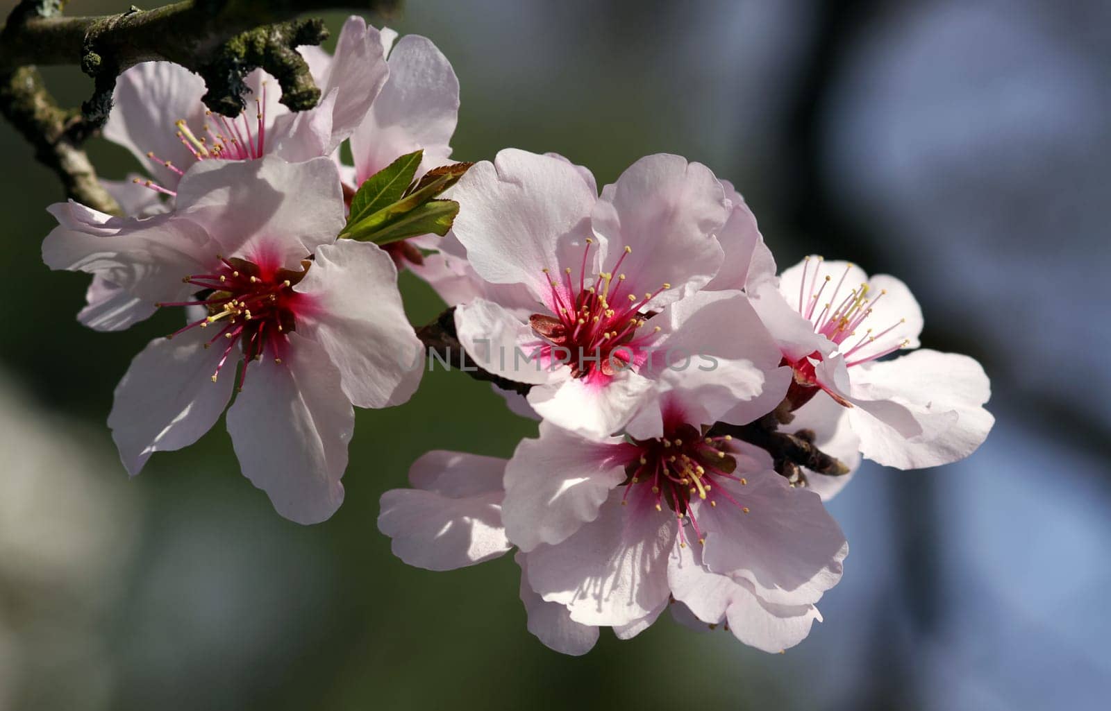 Real Sweet Almond