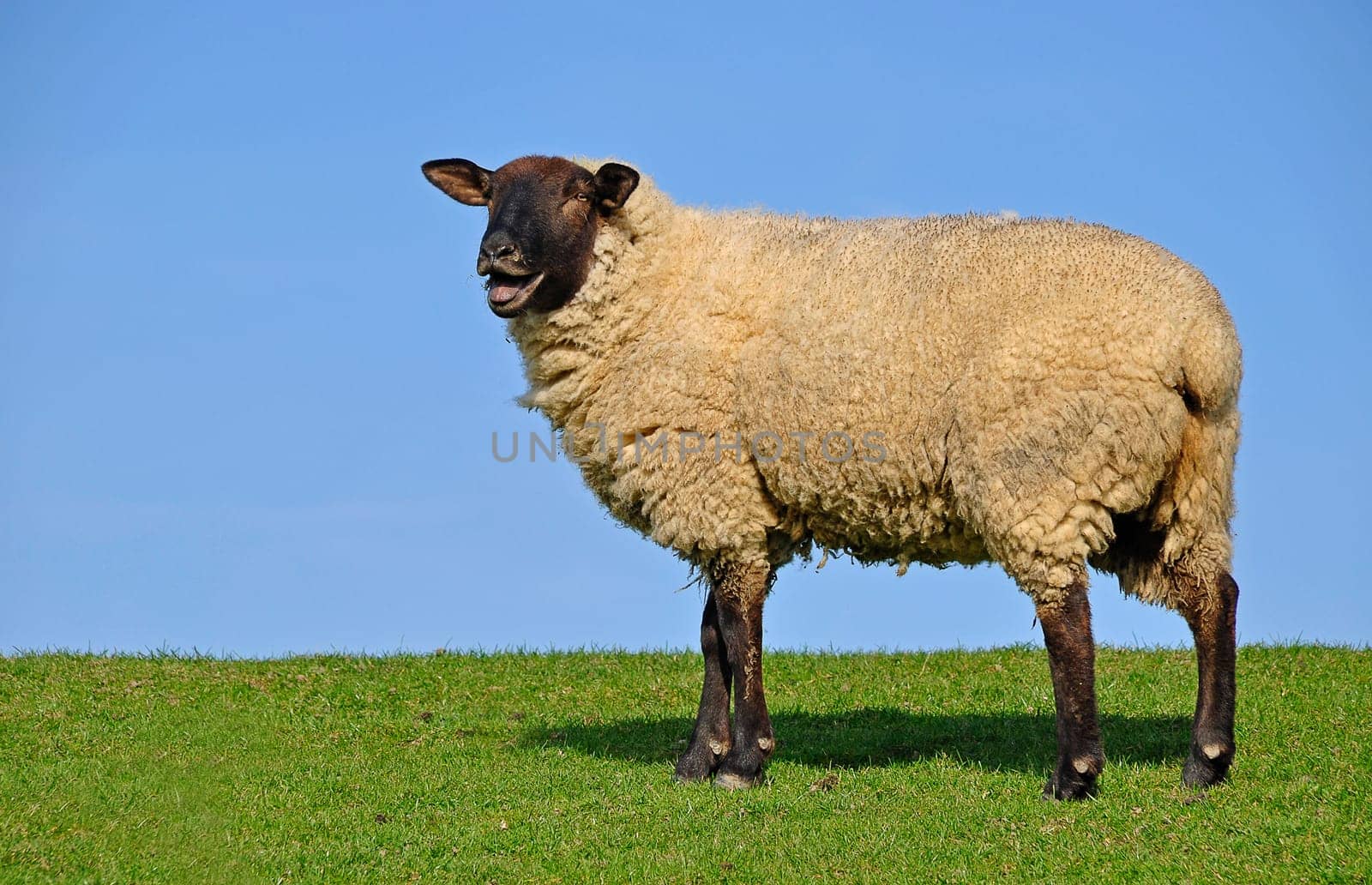 Sheep